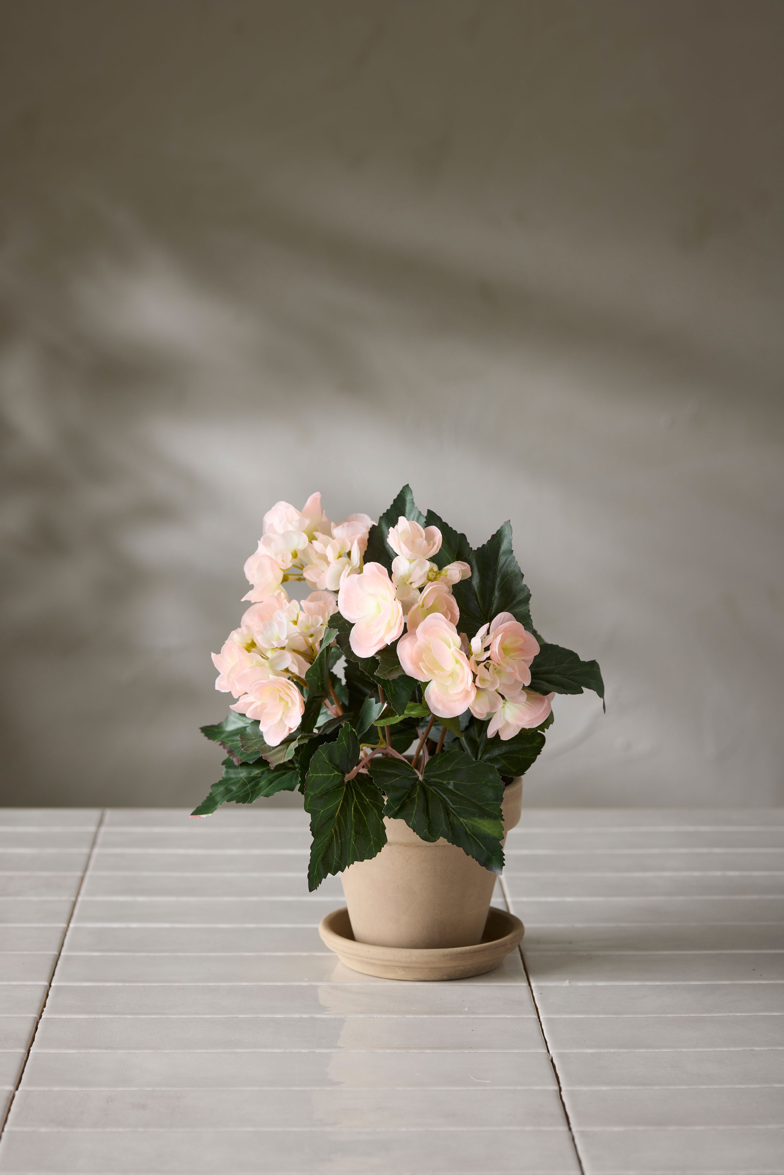 Begonia