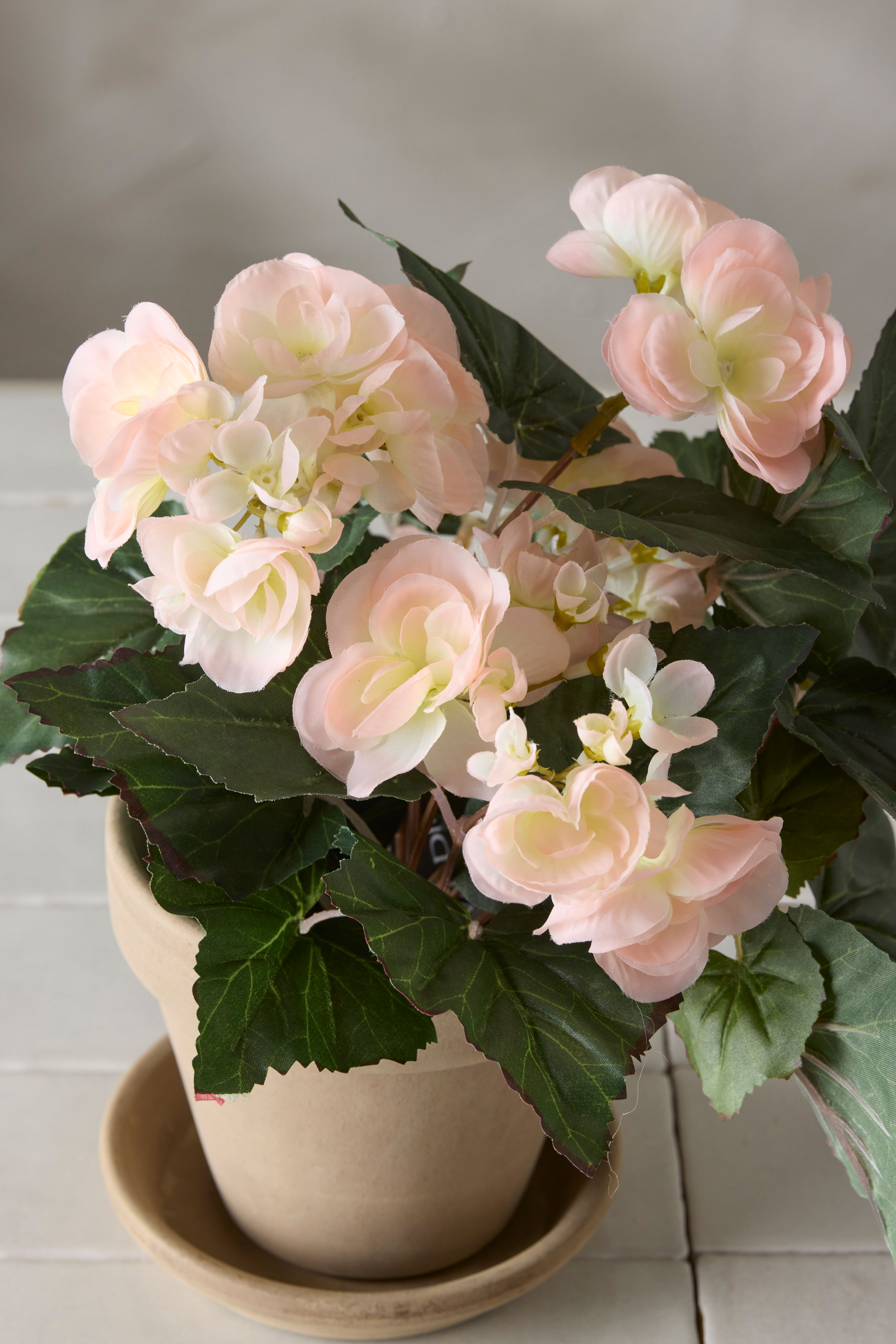 Begonia