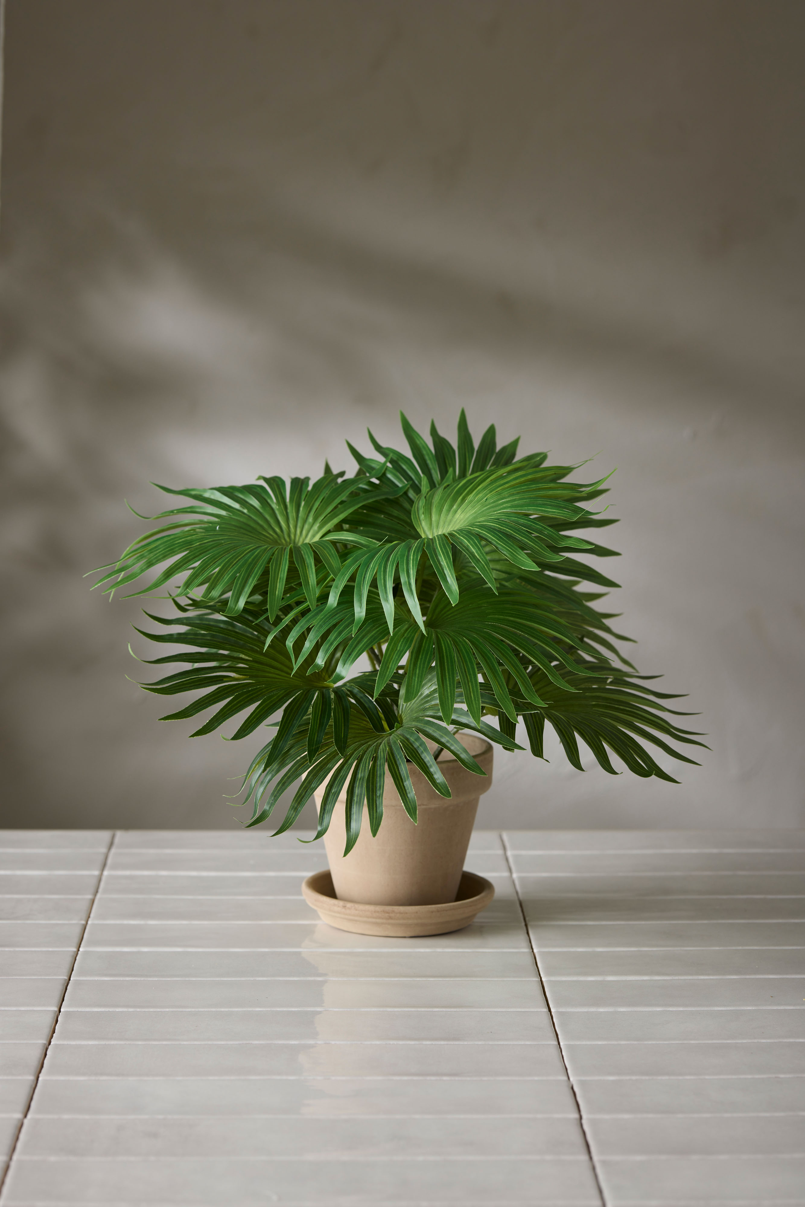 Palm