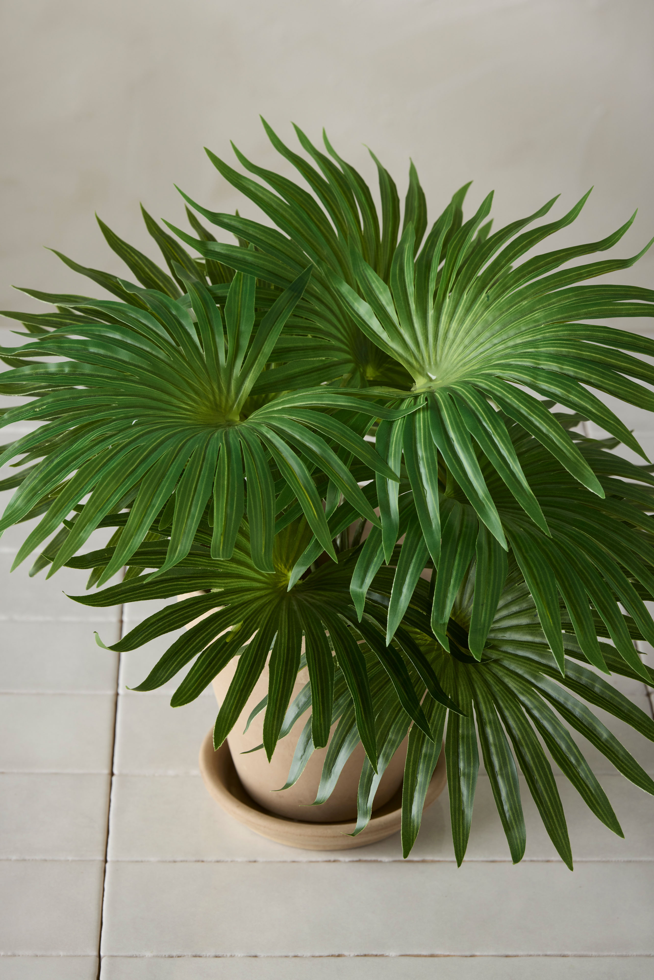 Palm