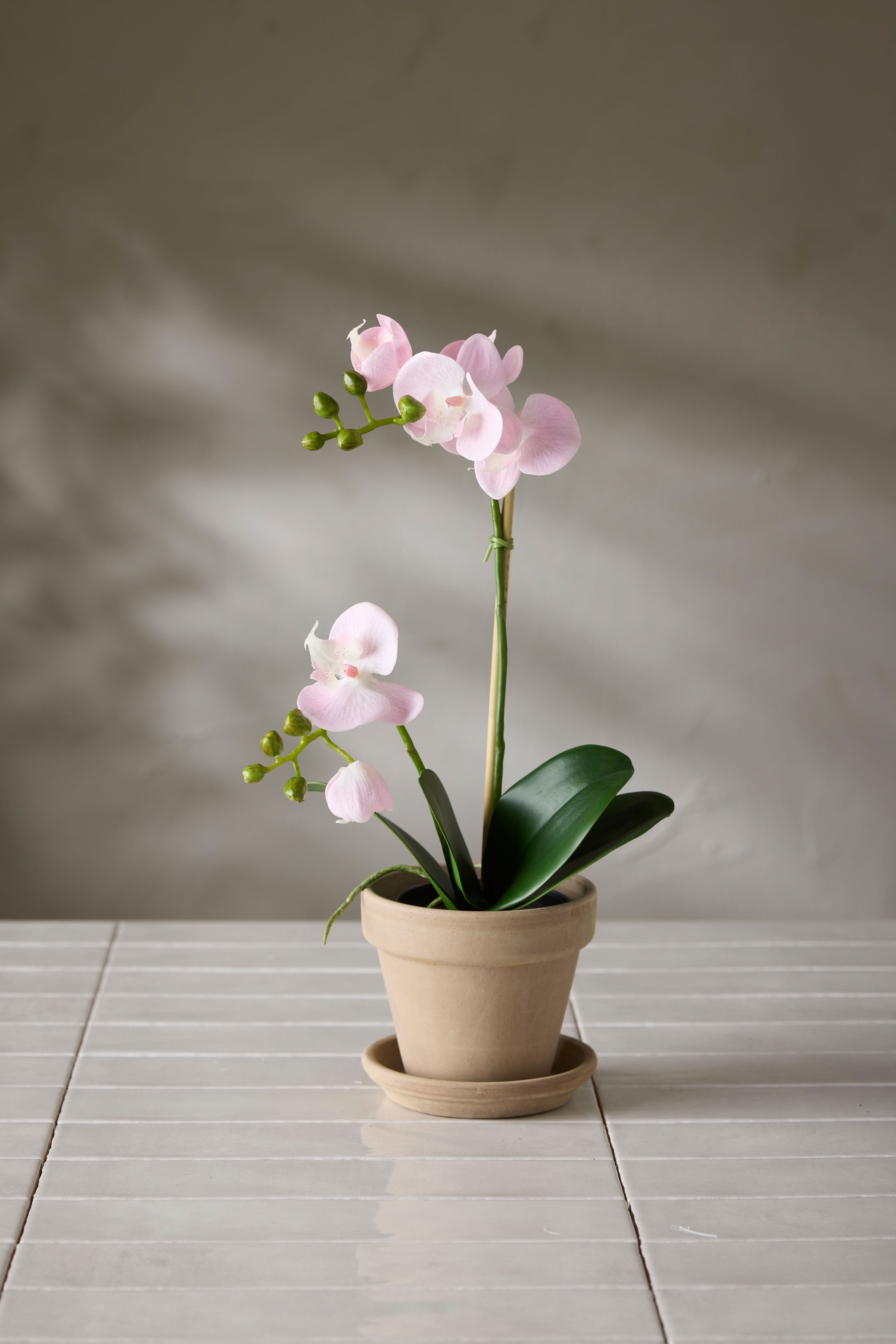 Phalaenopsis