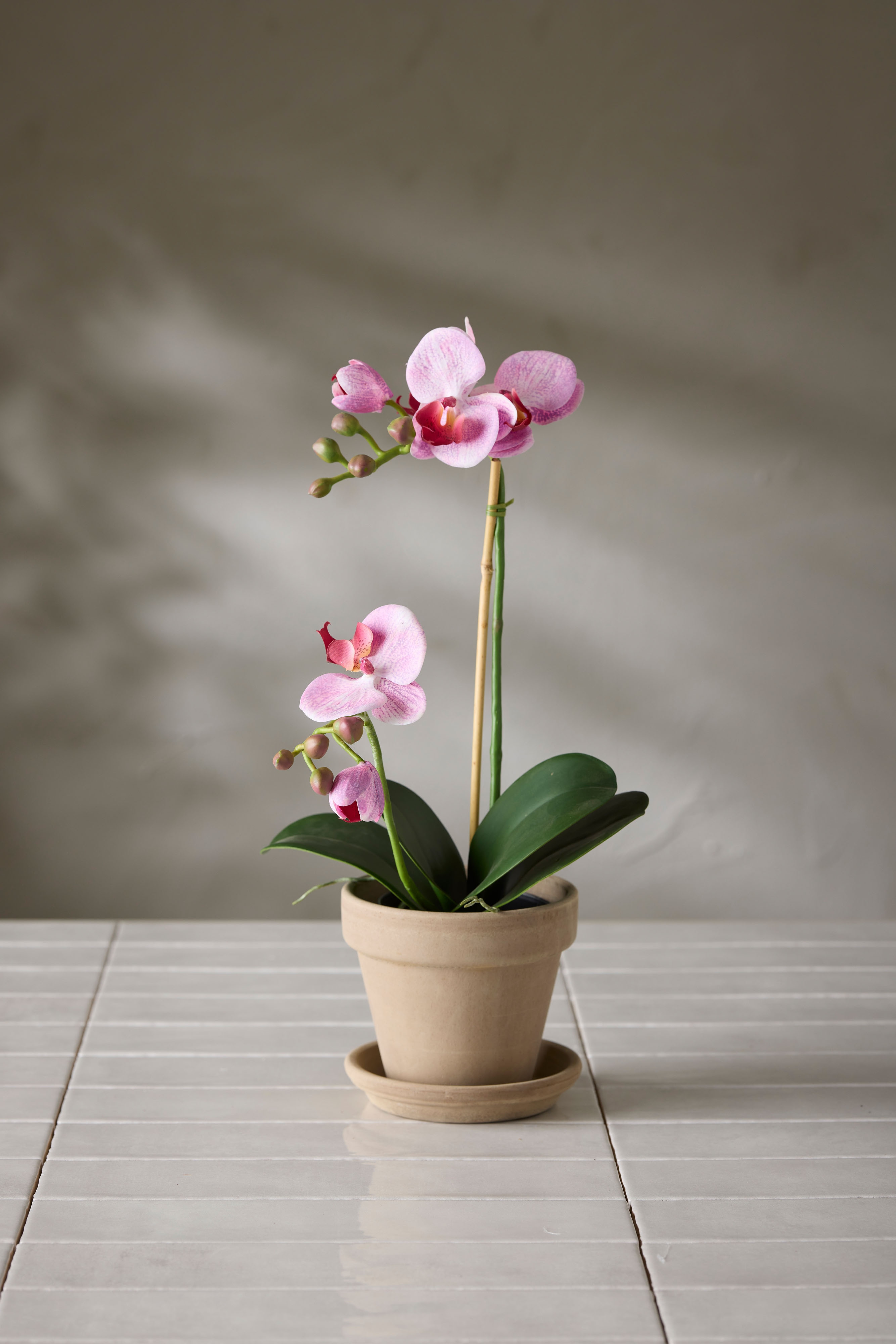 Phalaenopsis