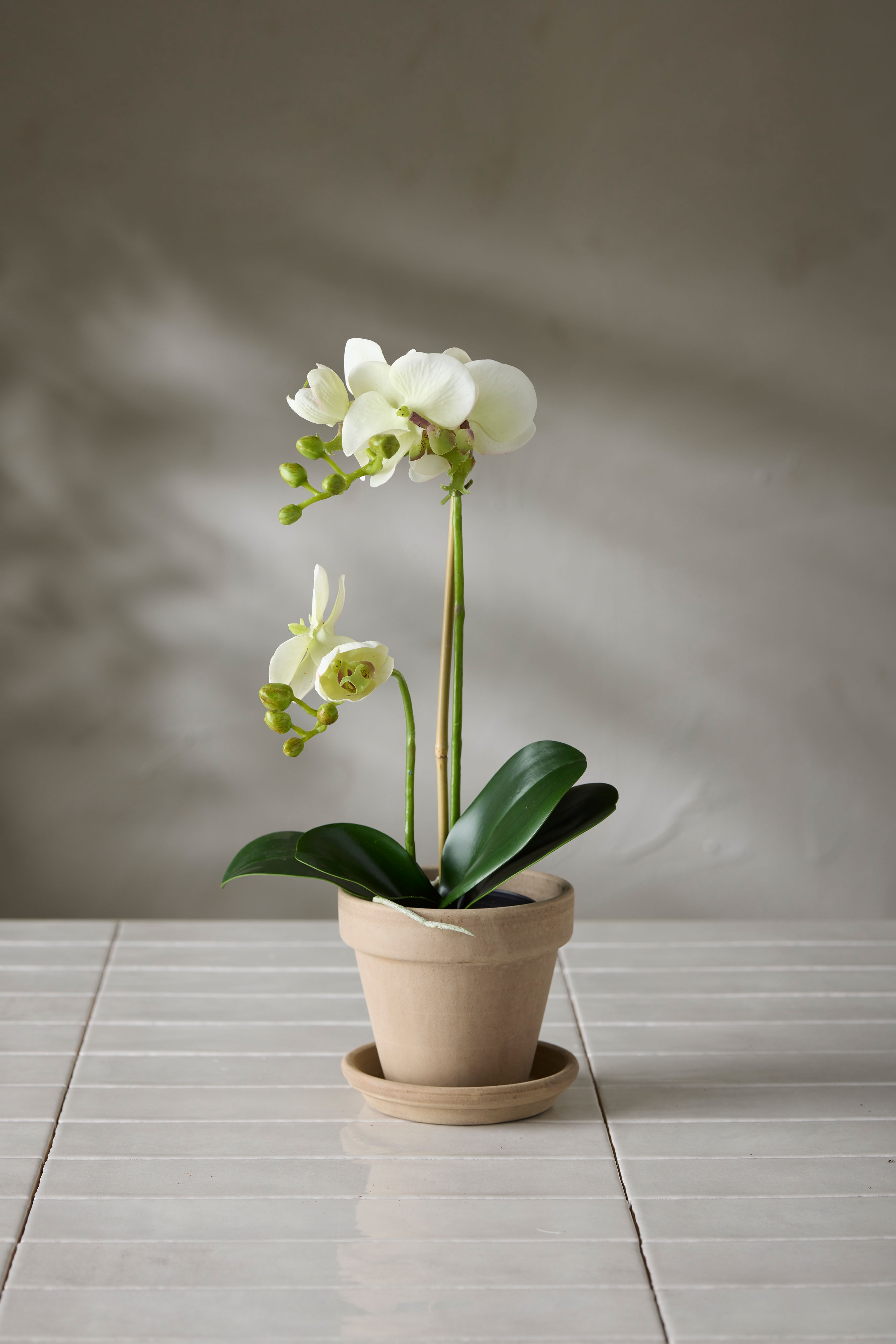 Phalaenopsis