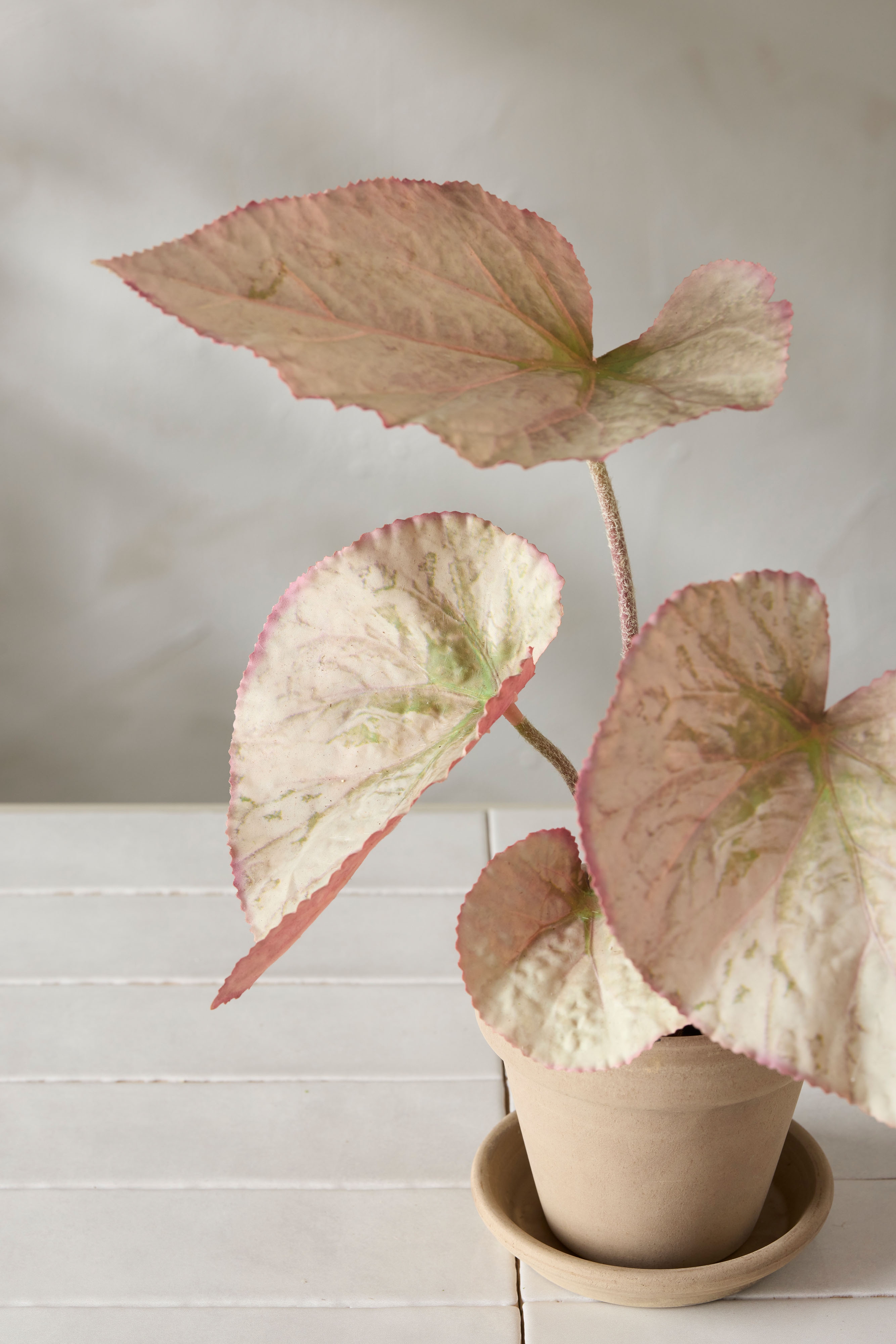 Rexbegonia