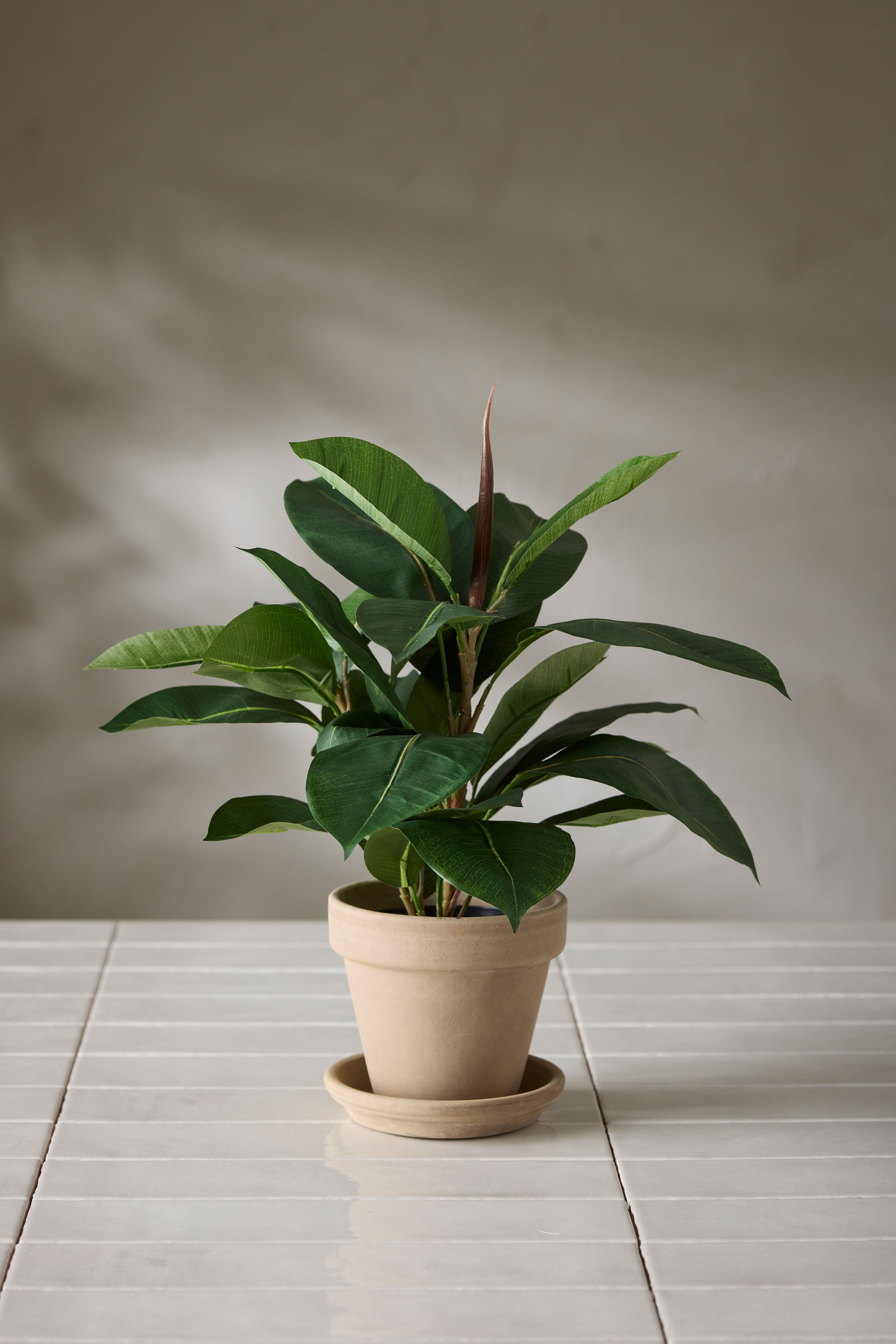 Fikus Robusta