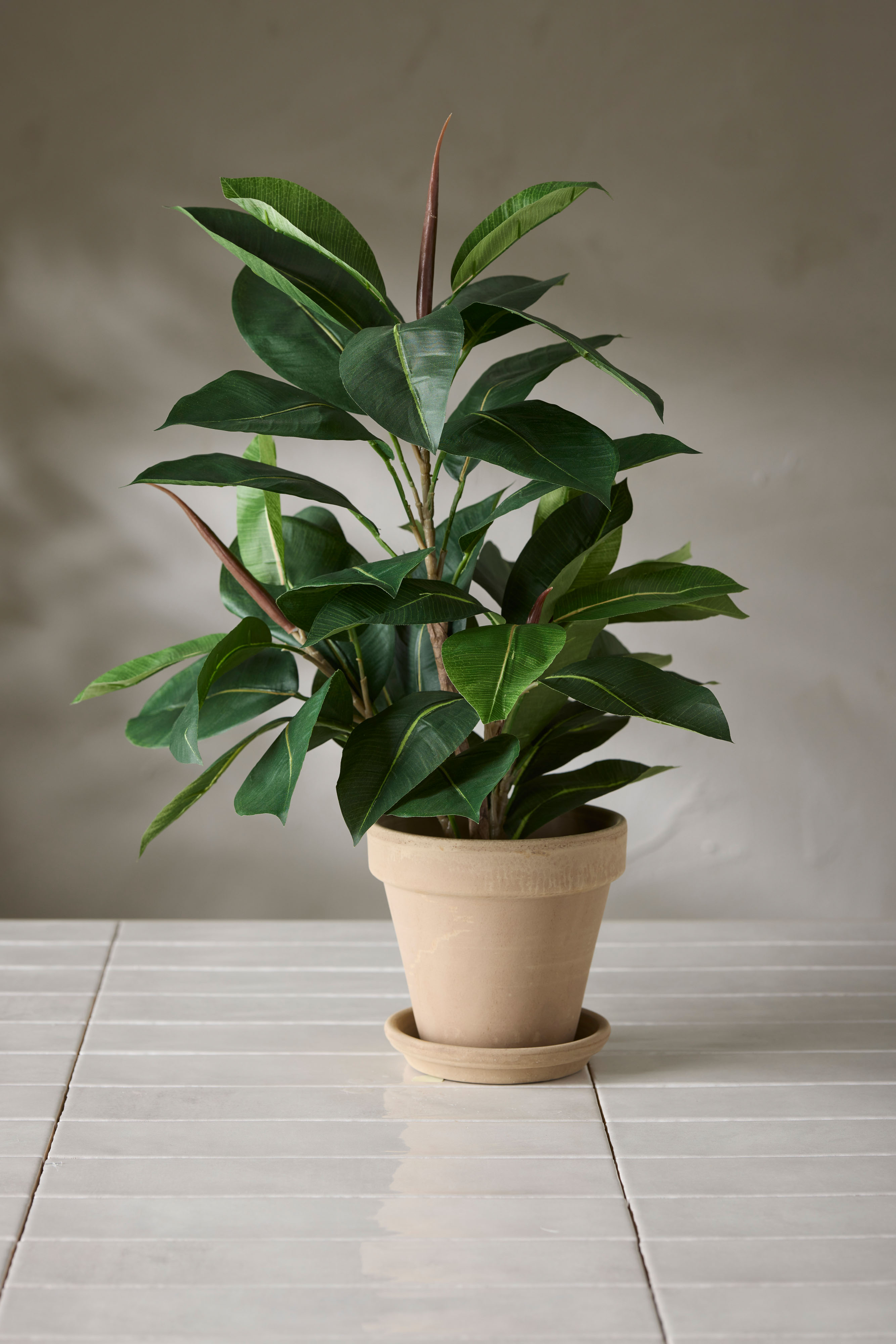 Fikus Robusta
