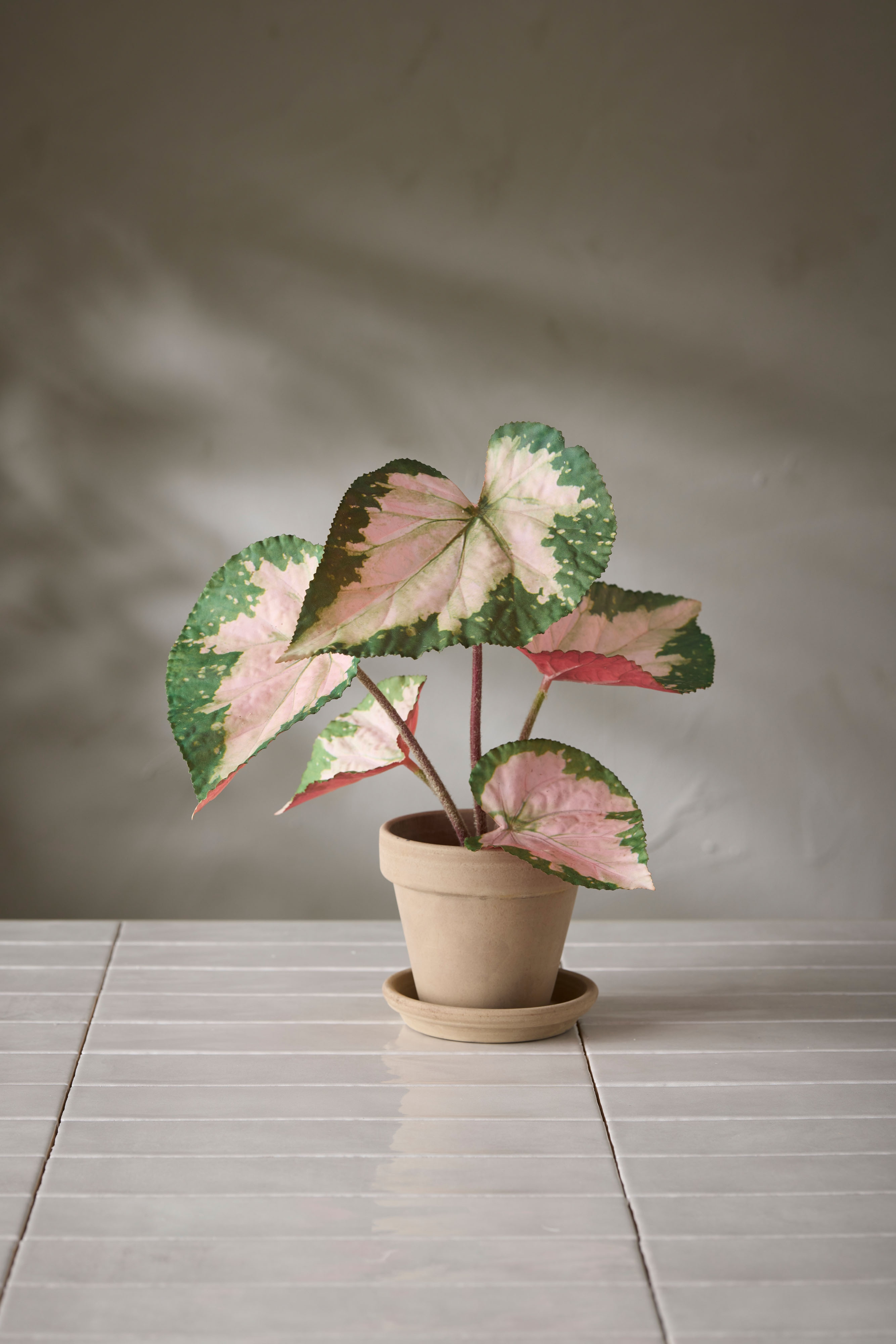 Rexbegonia