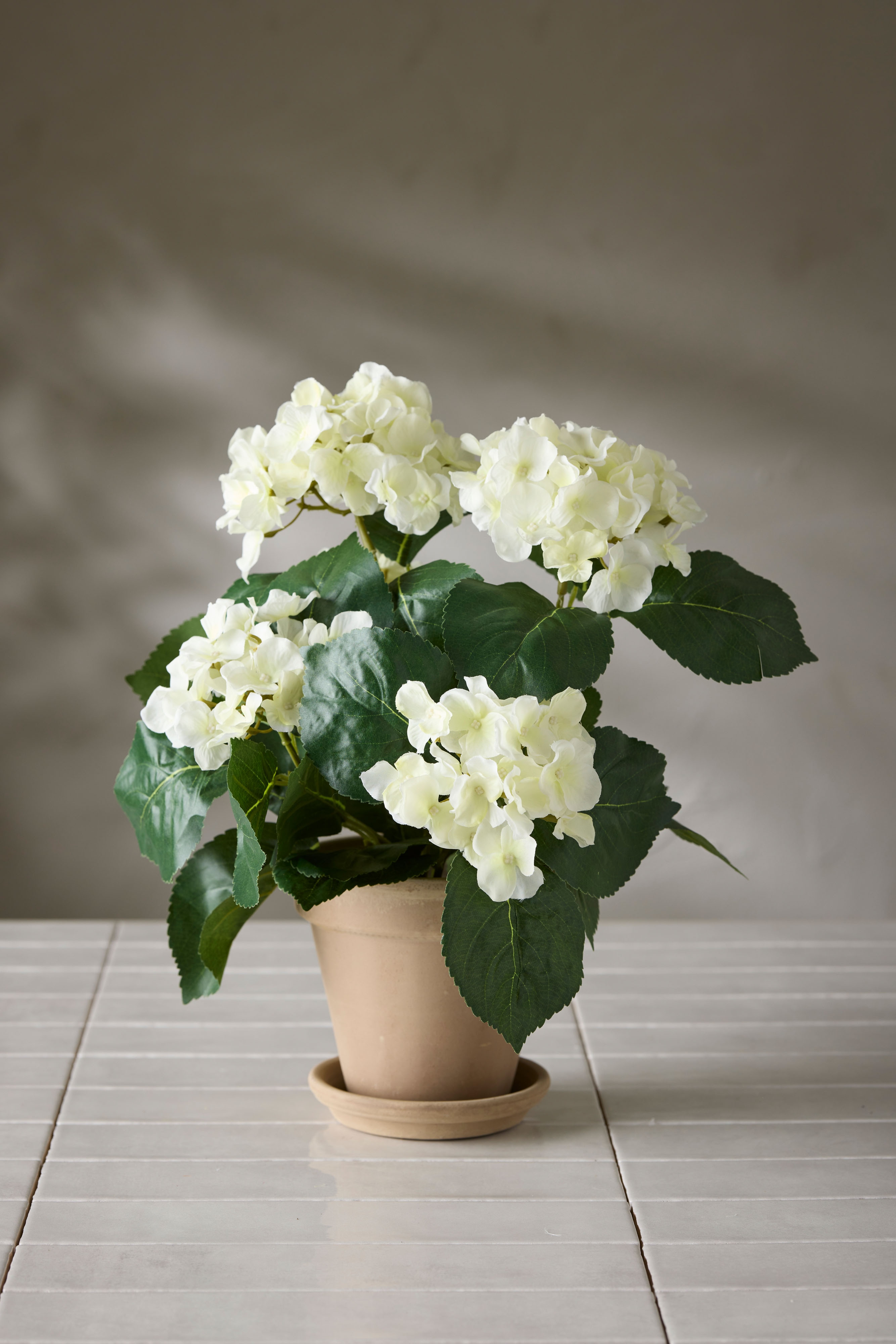 Hortensia