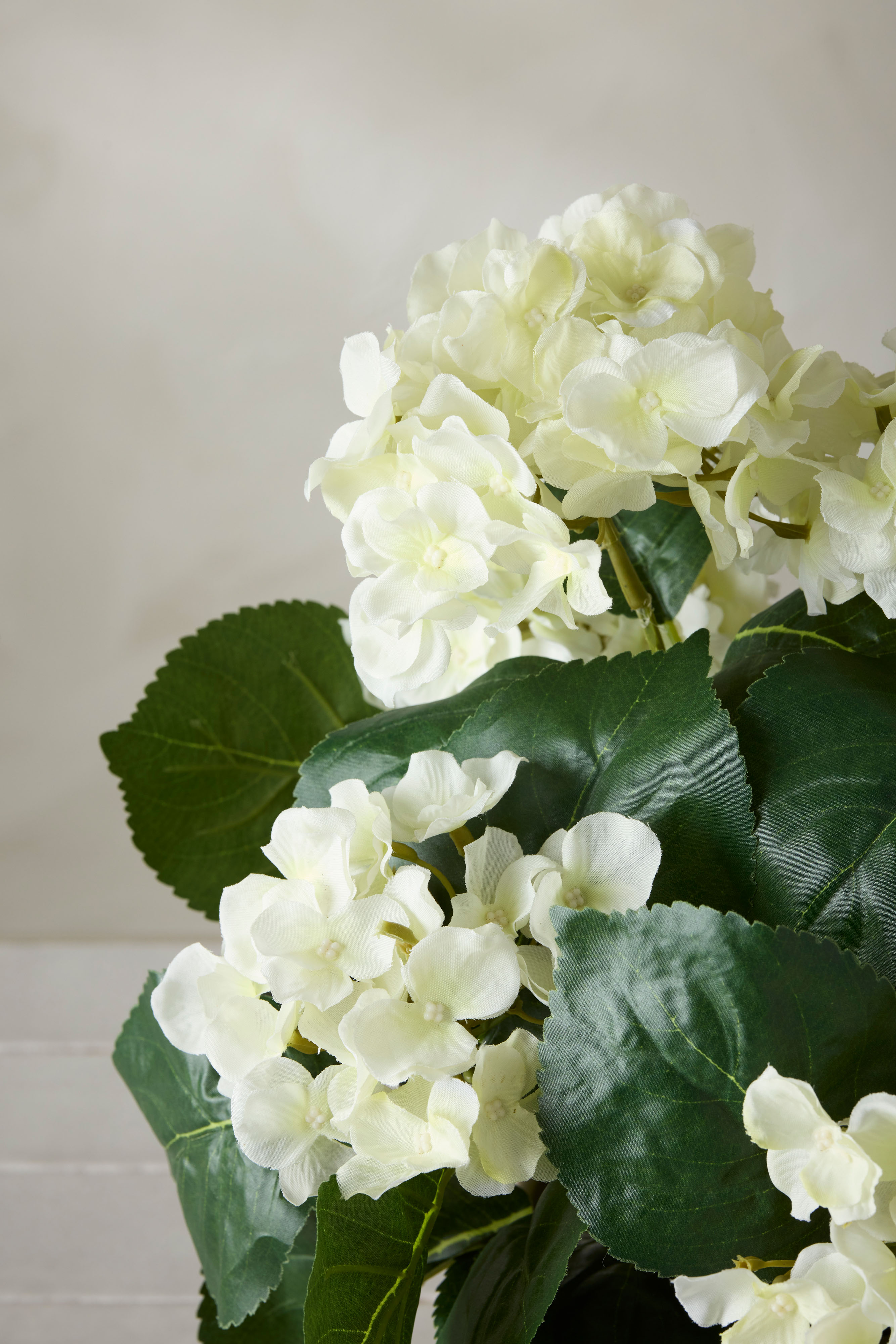 Hortensia