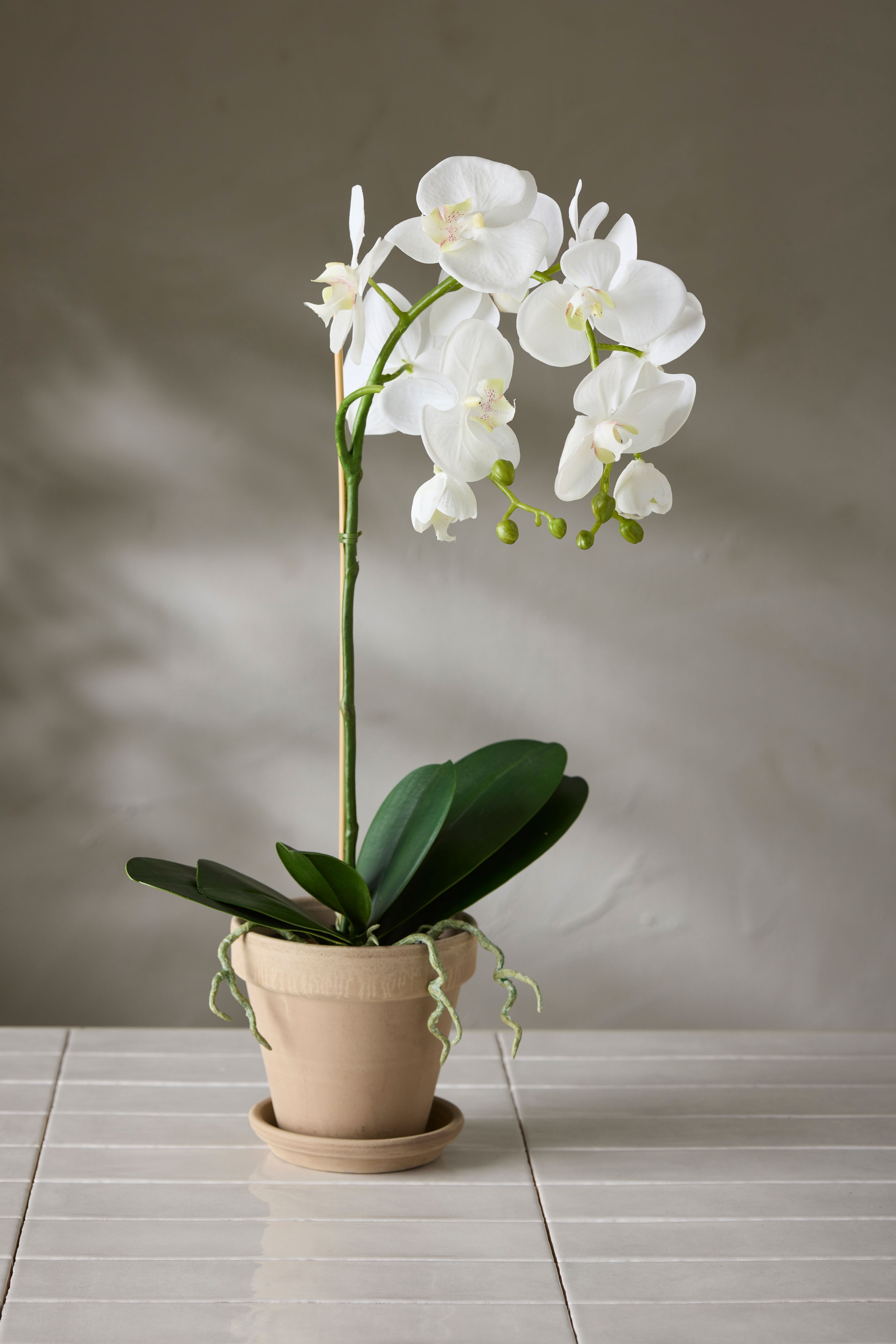 Phalaenopsis