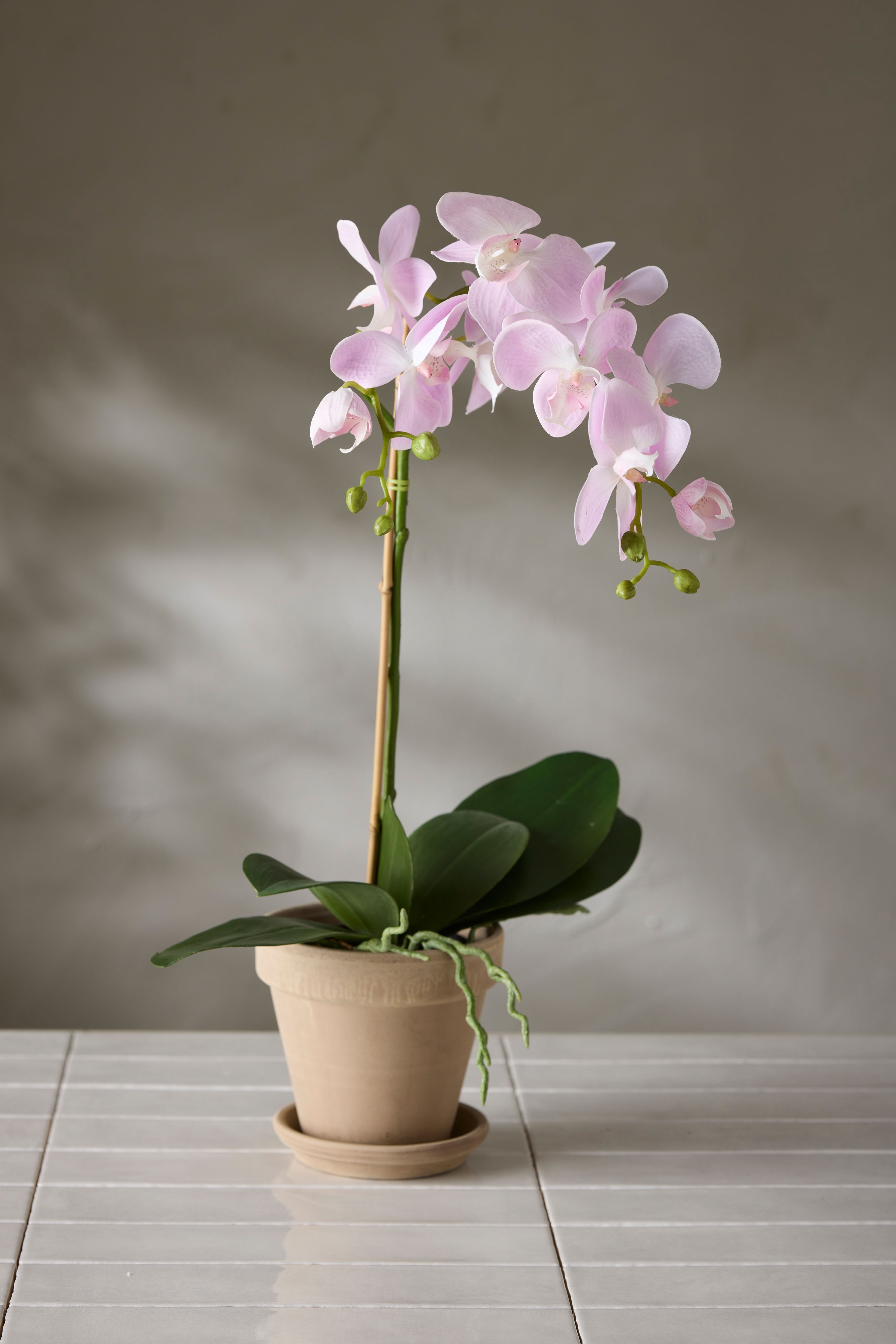 Phalaenopsis