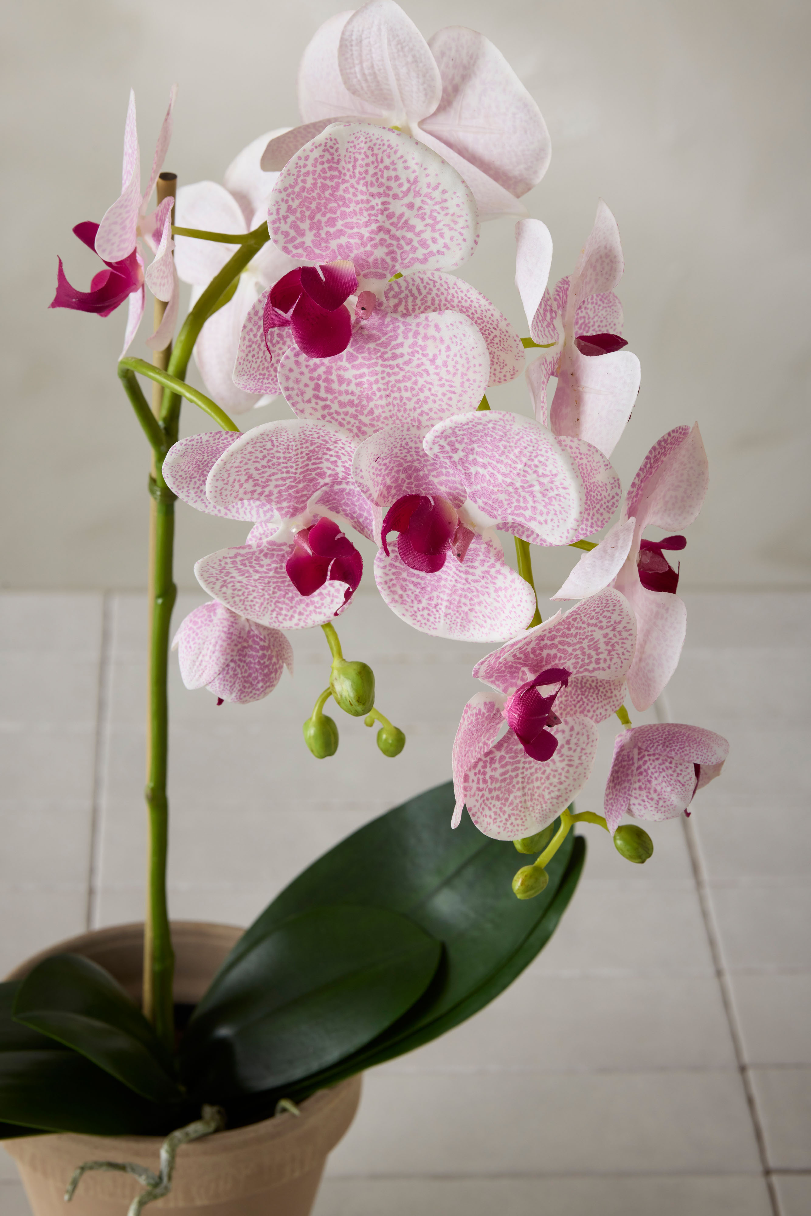 Phalaenopsis