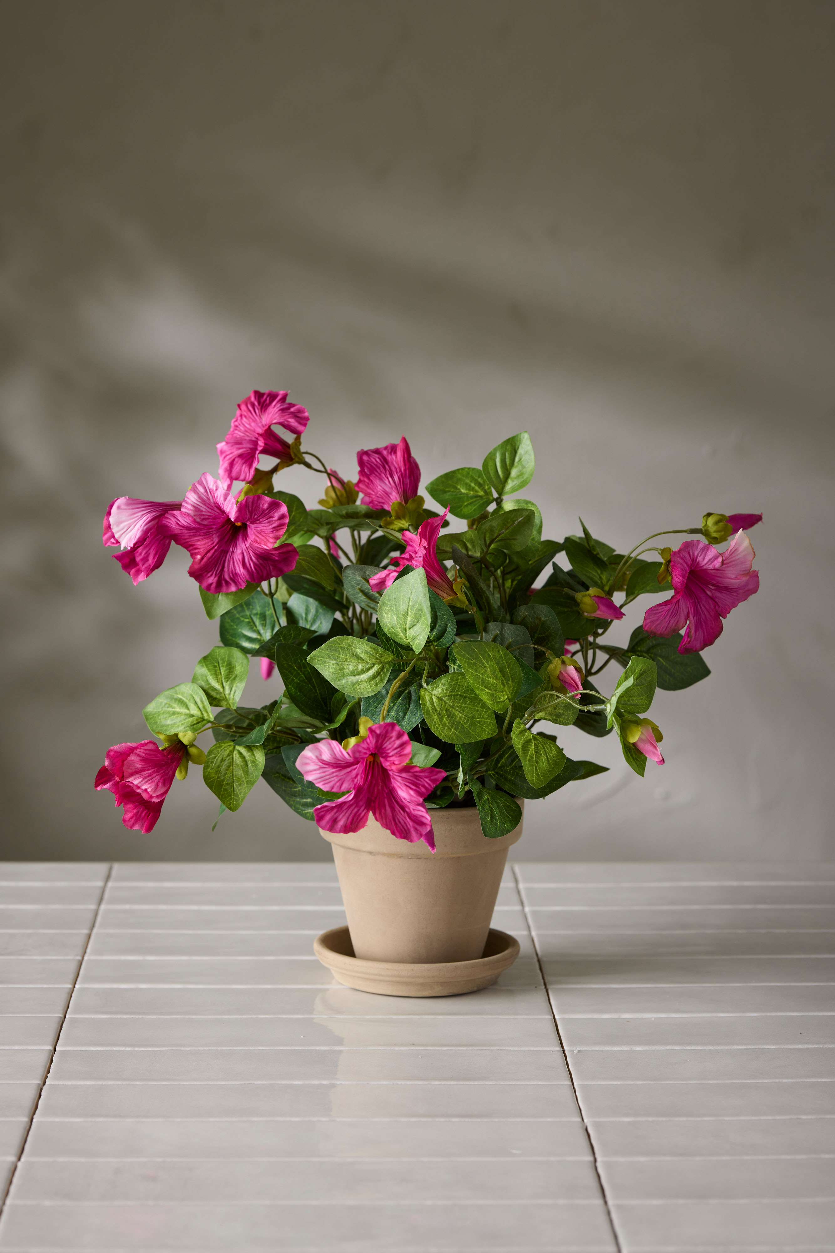 Petunia