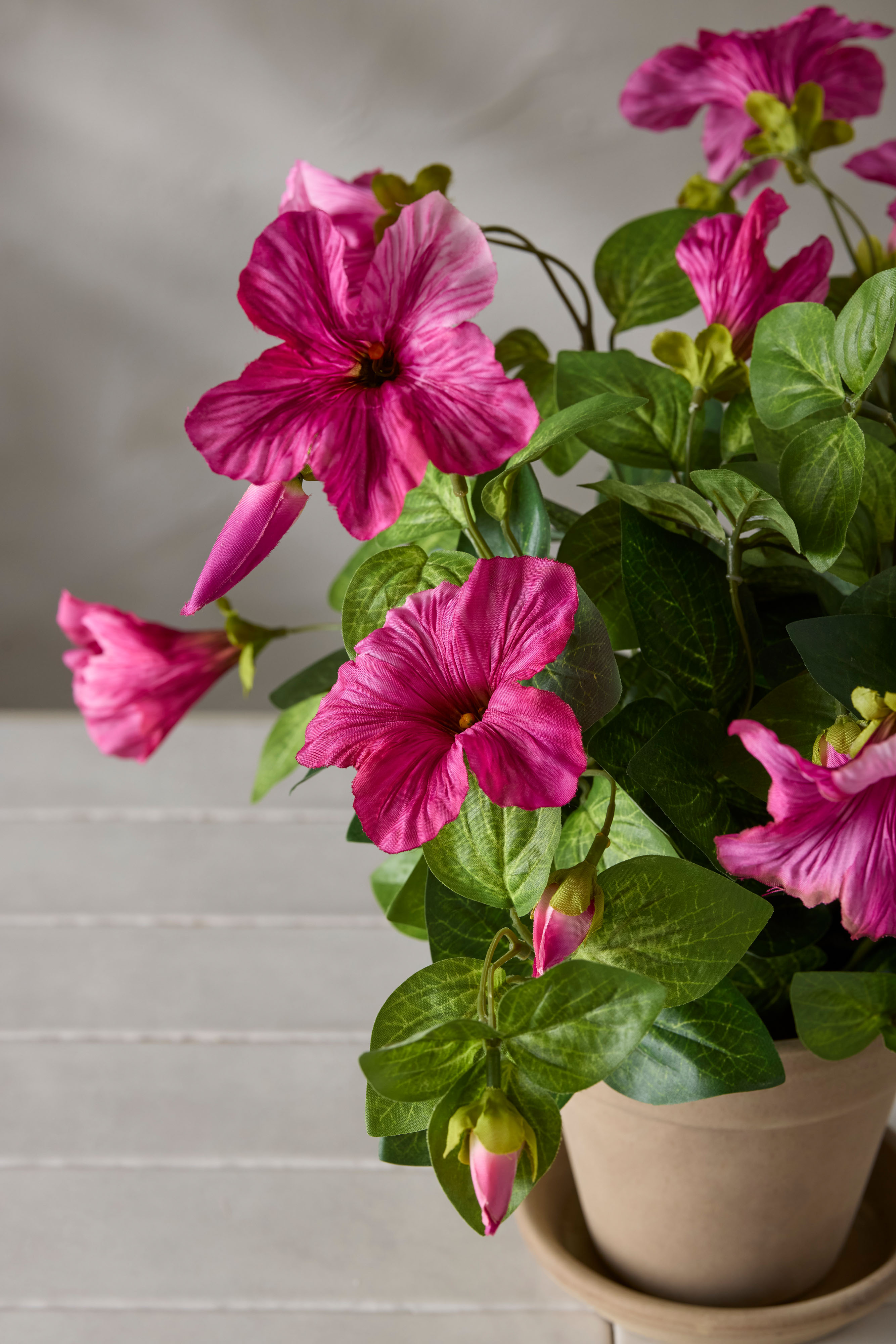 Petunia