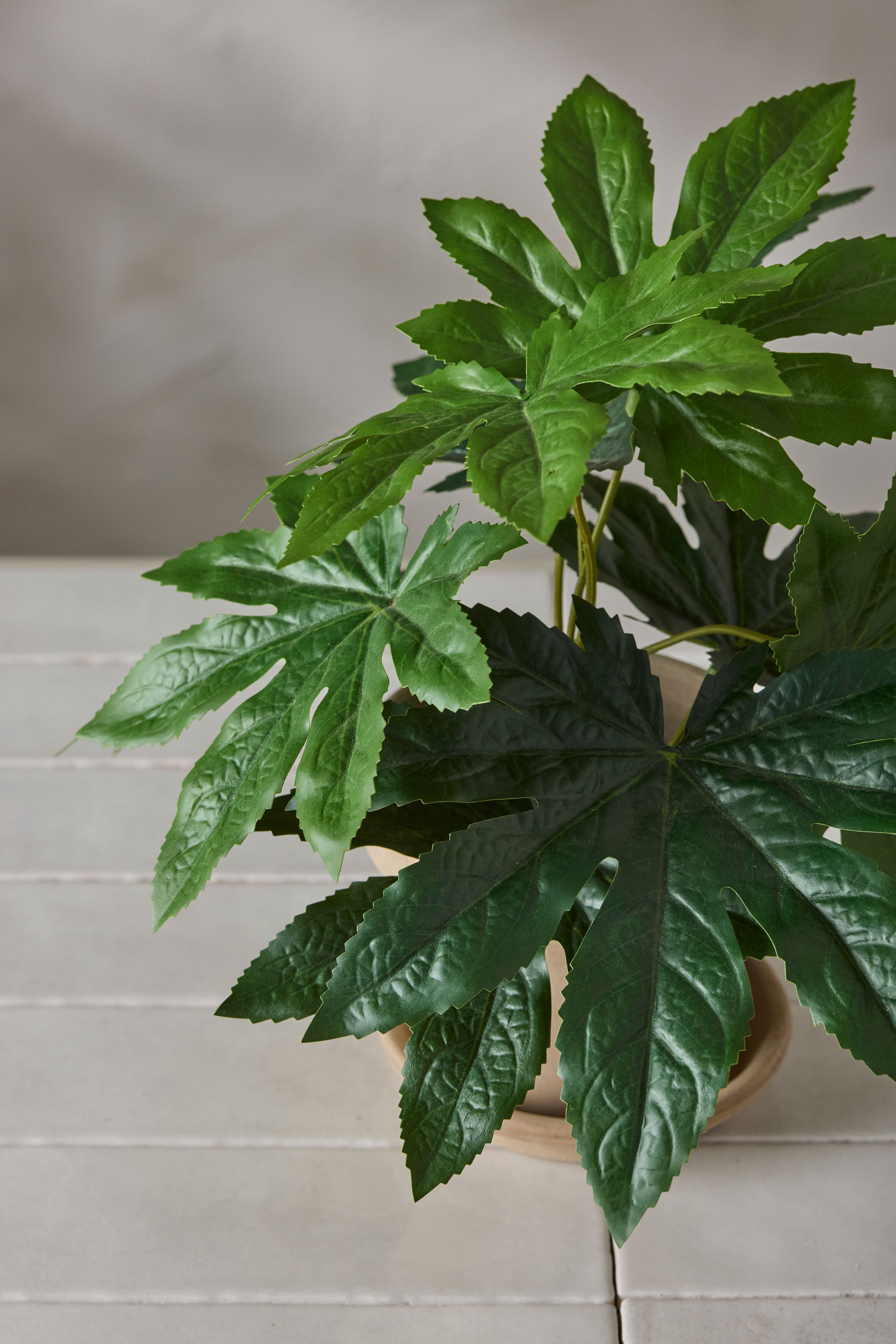 Aralia