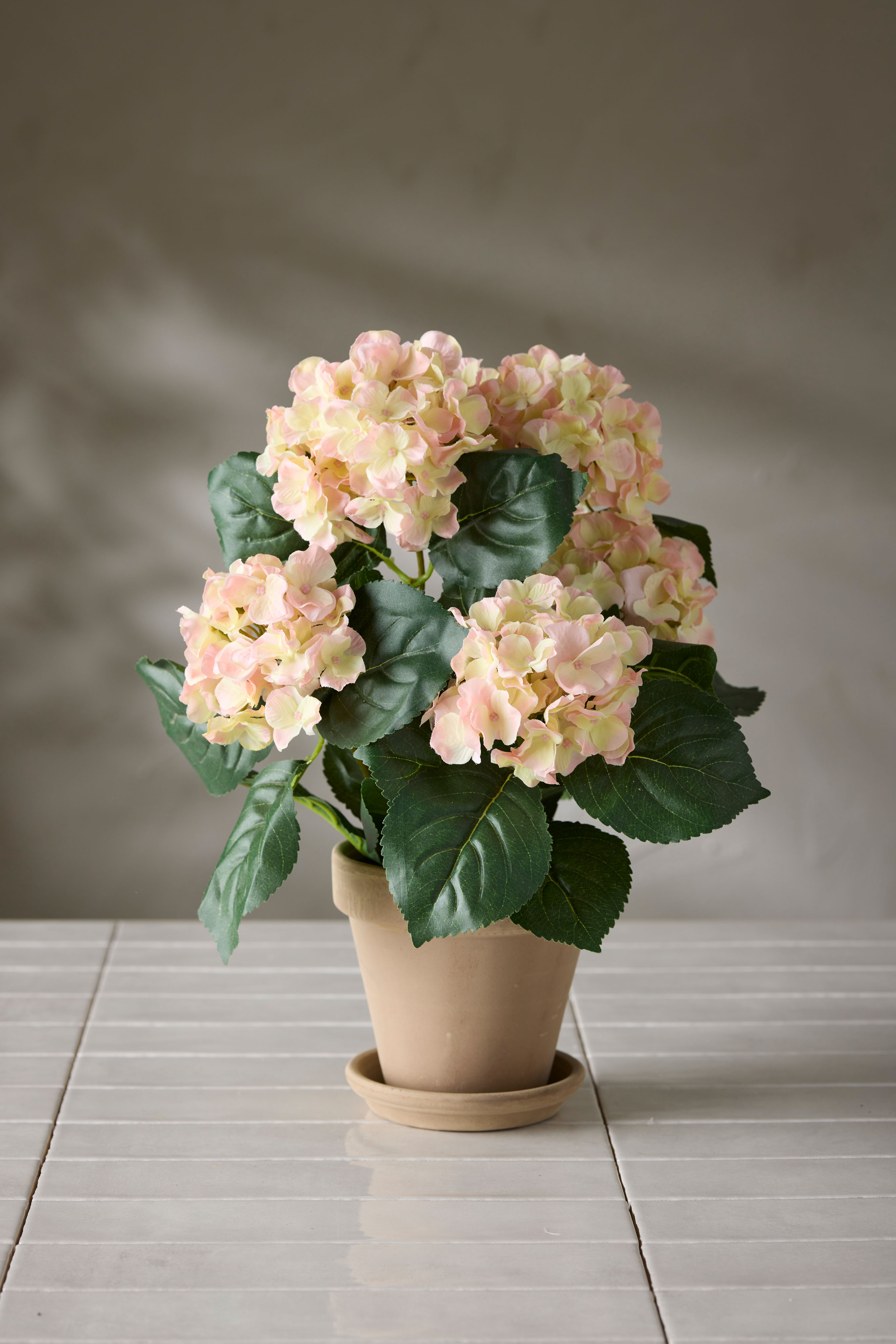 Hortensia