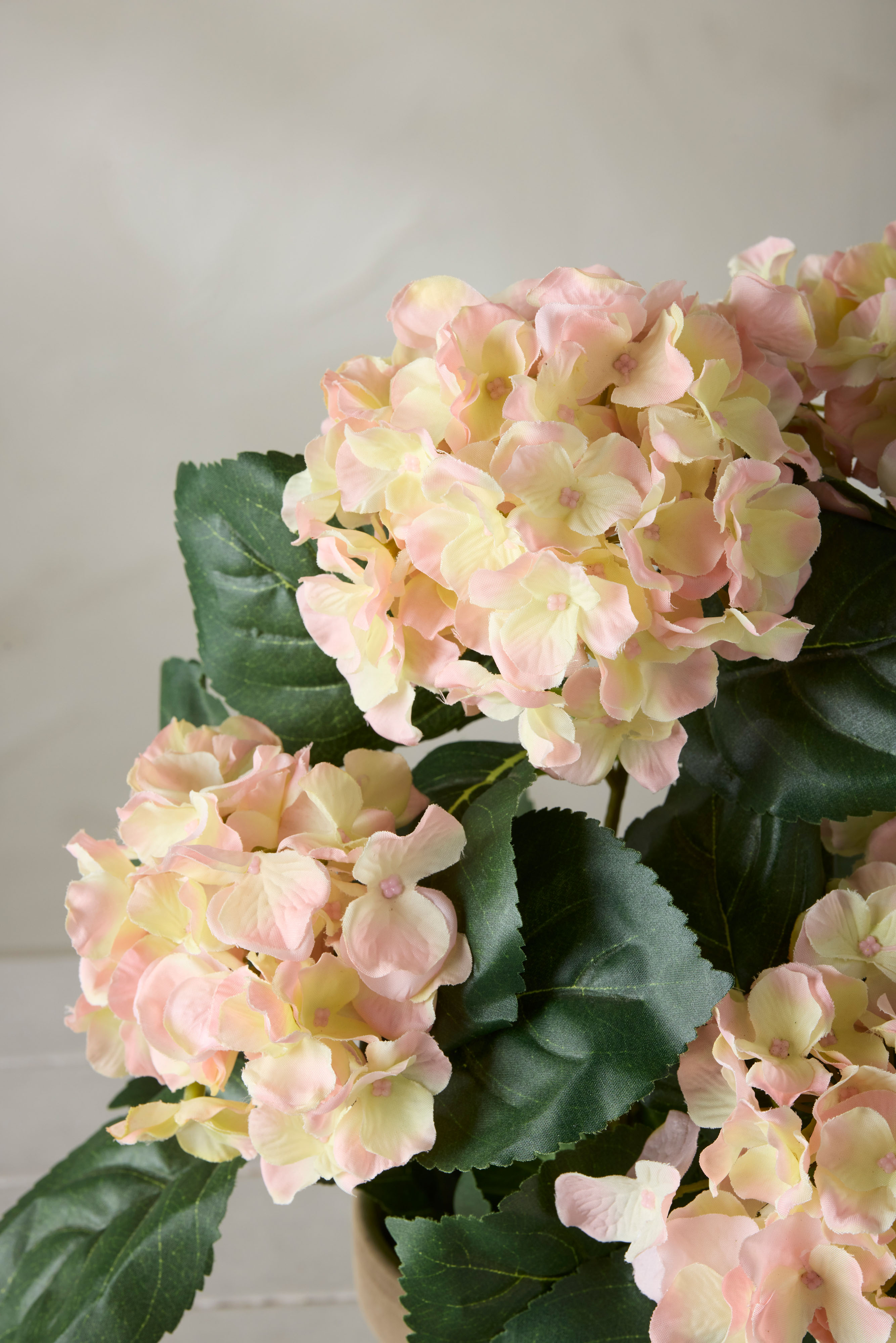 Hortensia