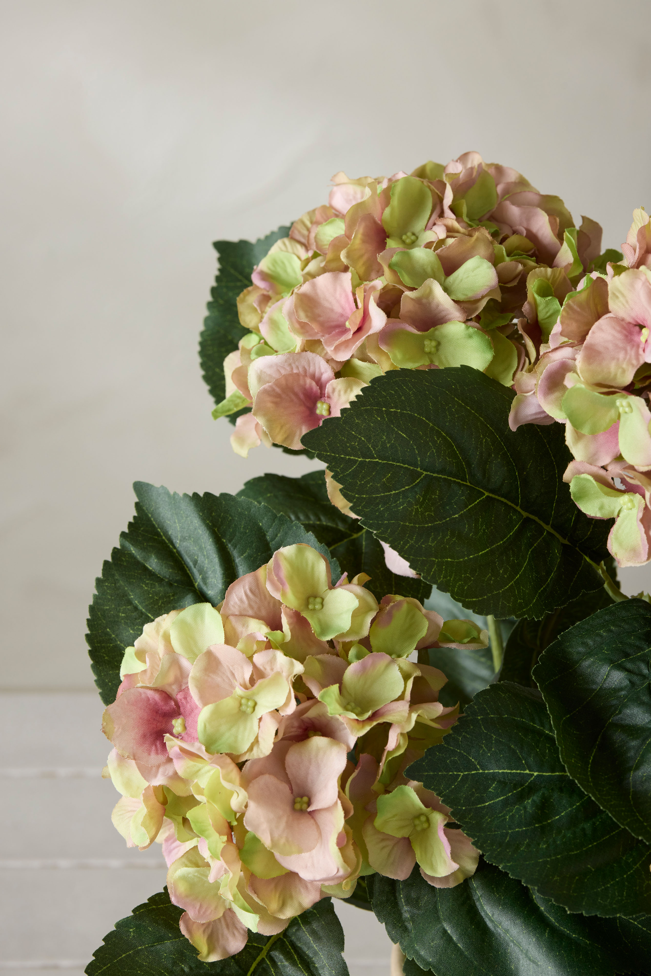 Hortensia