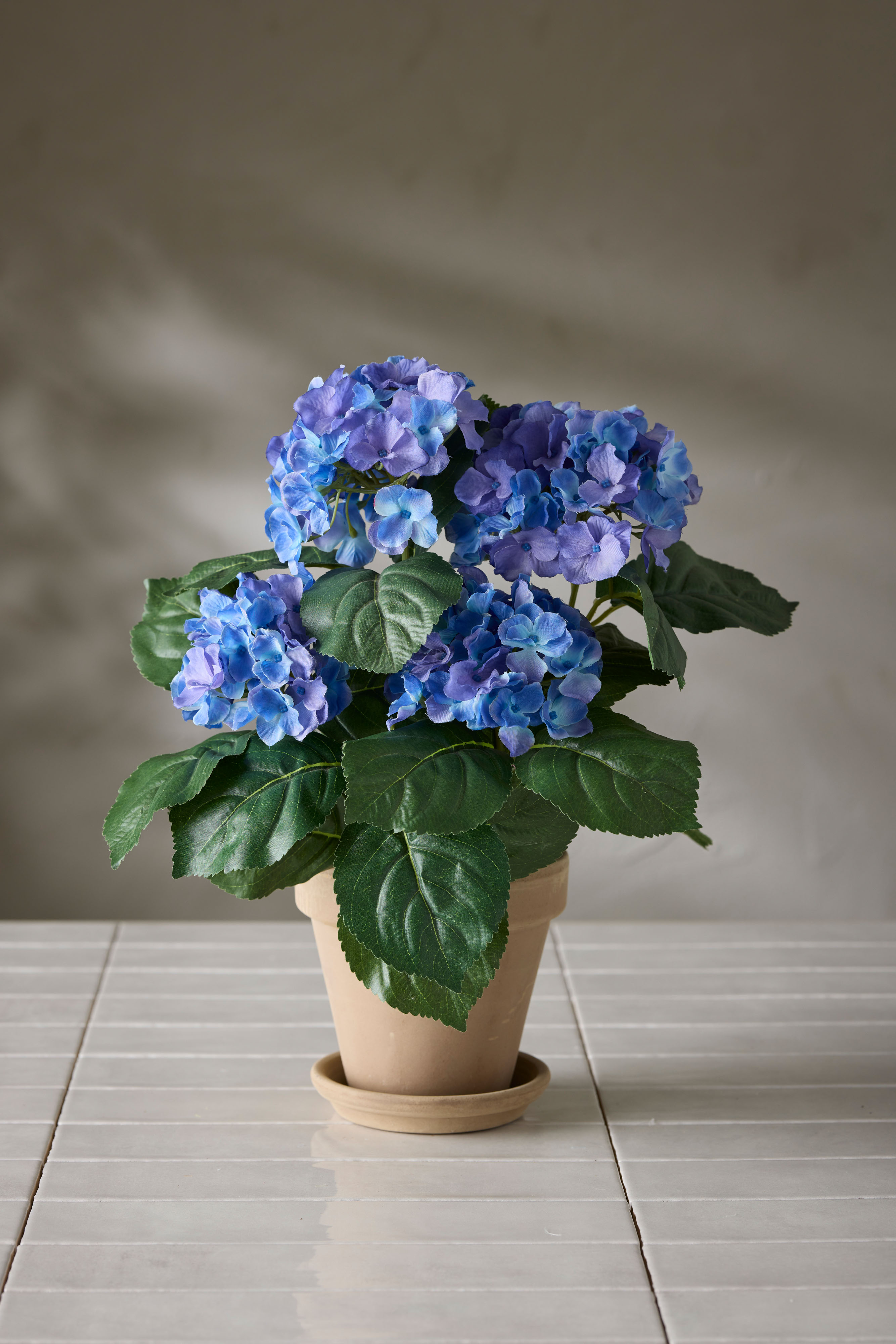 Hortensia