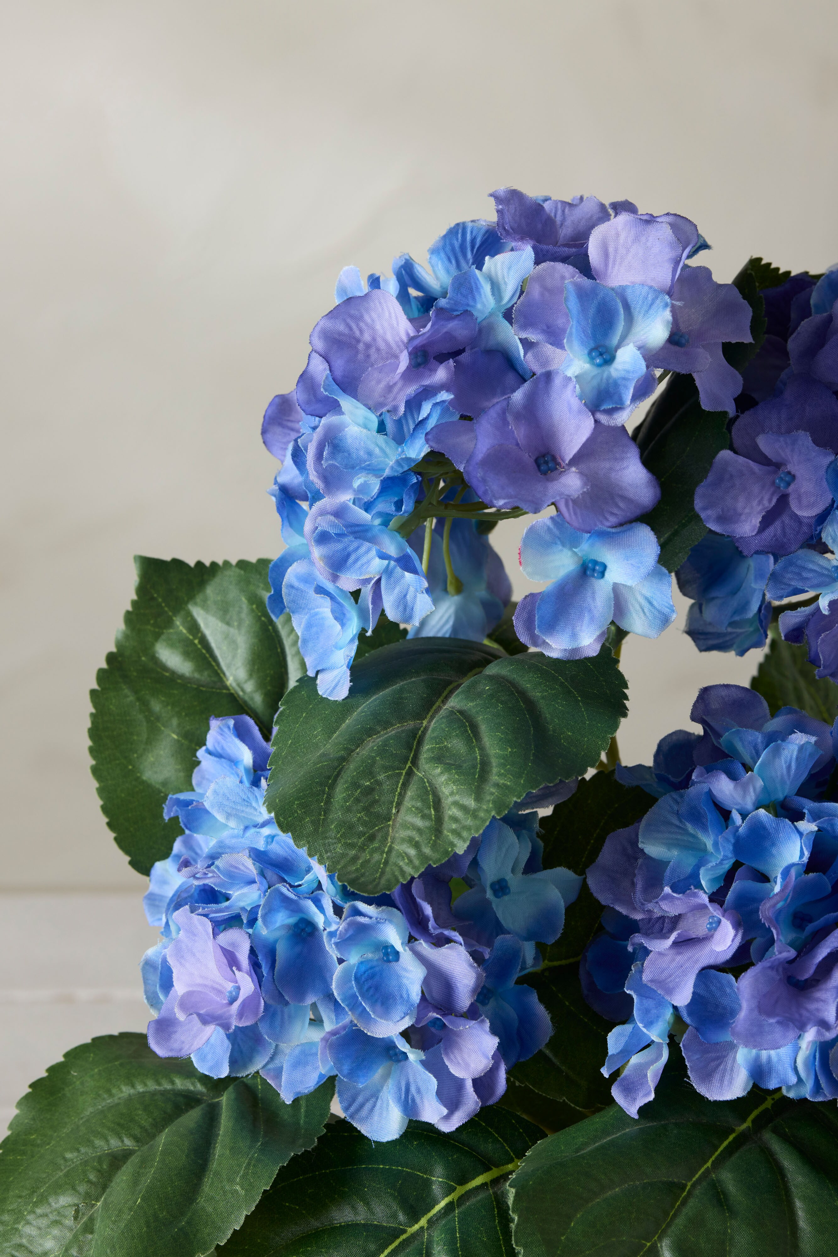 Hortensia