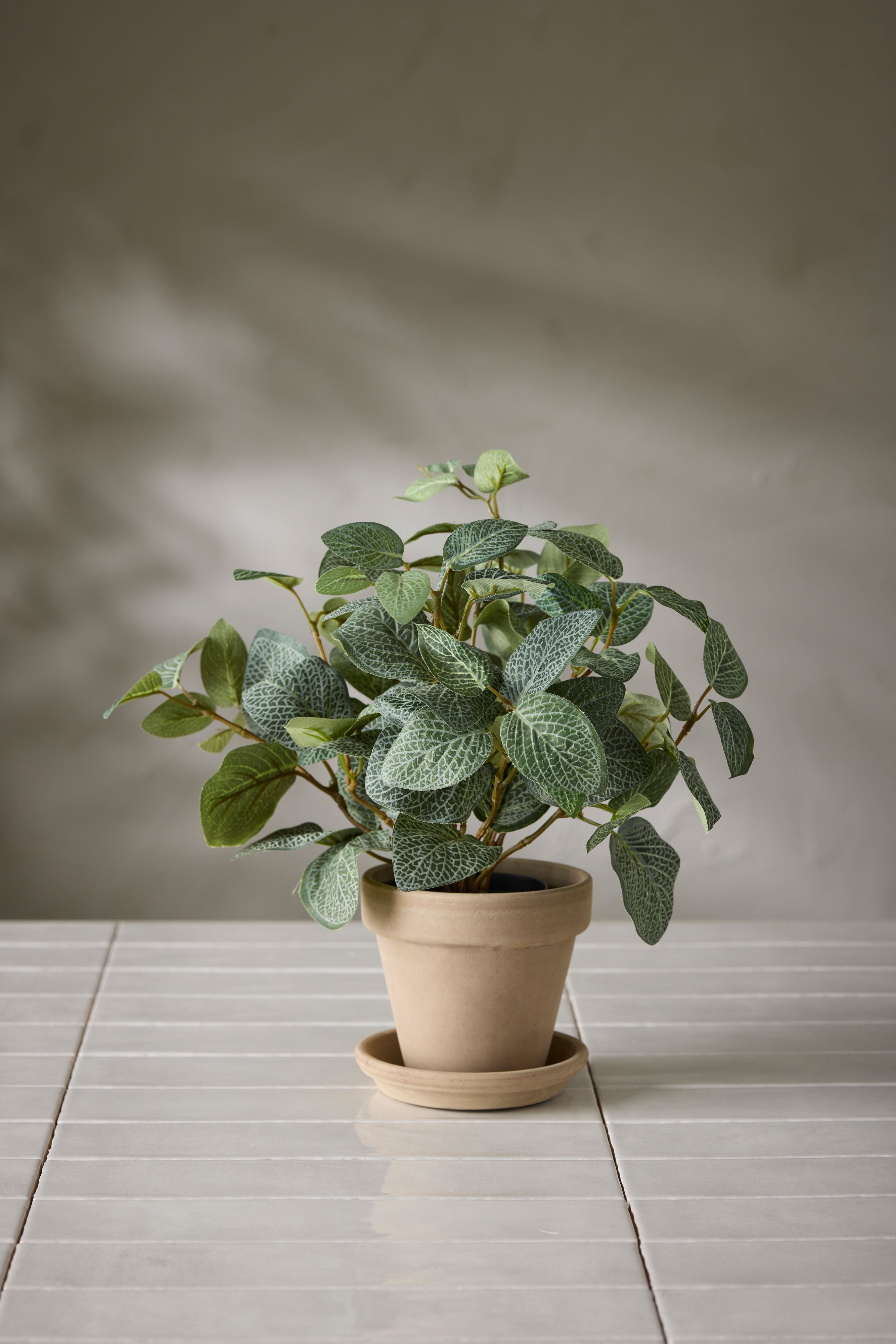 Fittonia