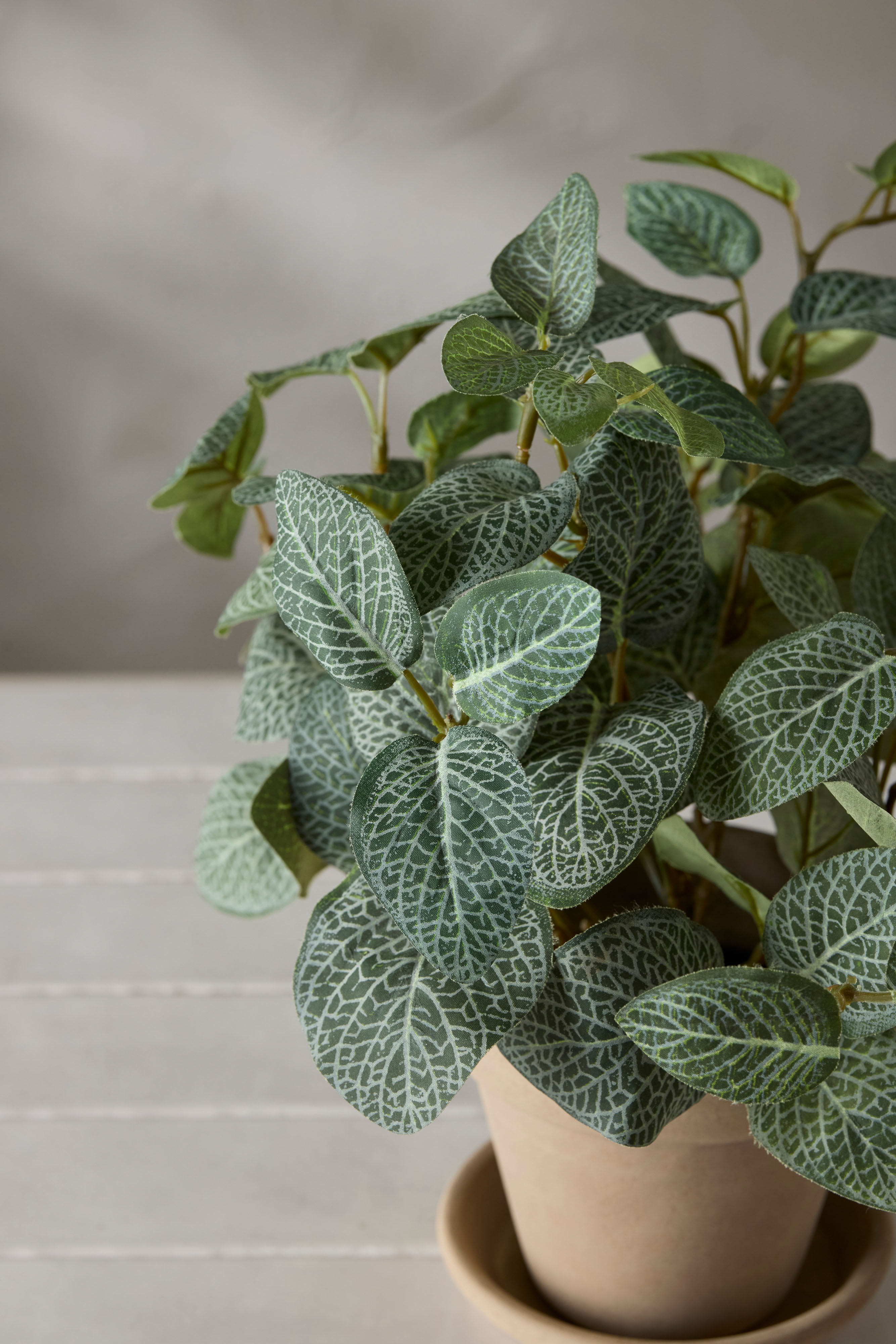 Fittonia