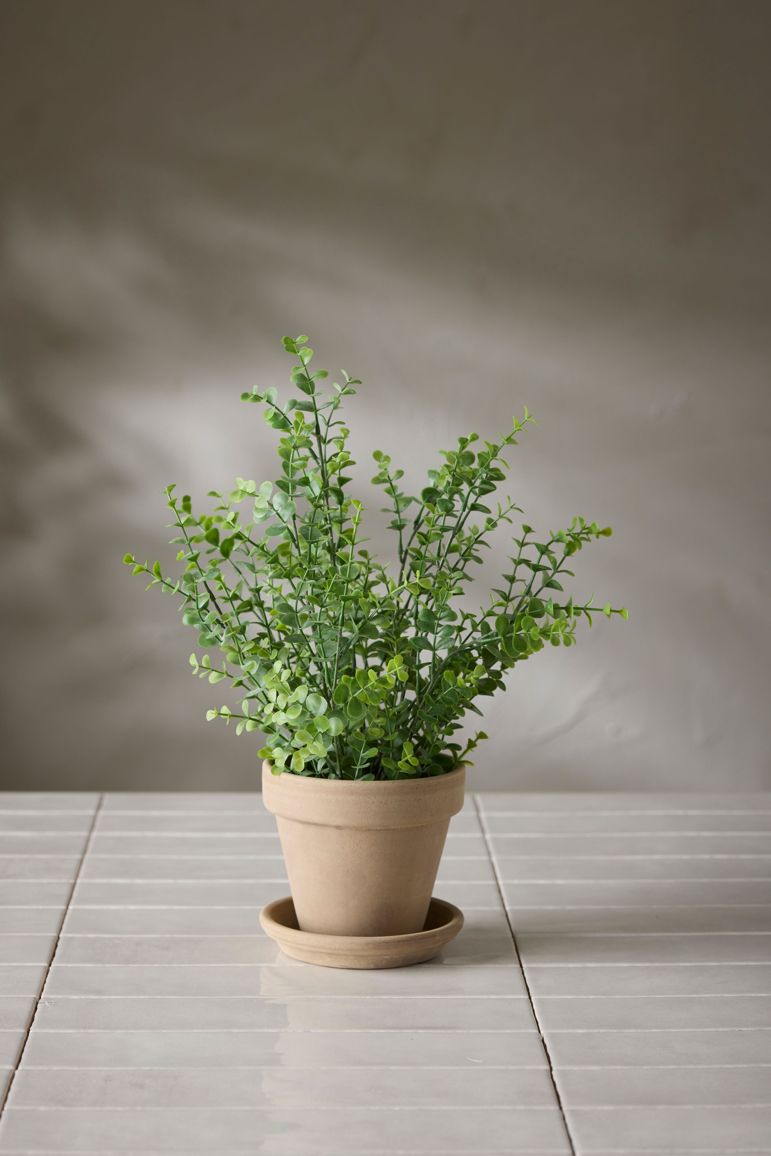 Eucalyptus