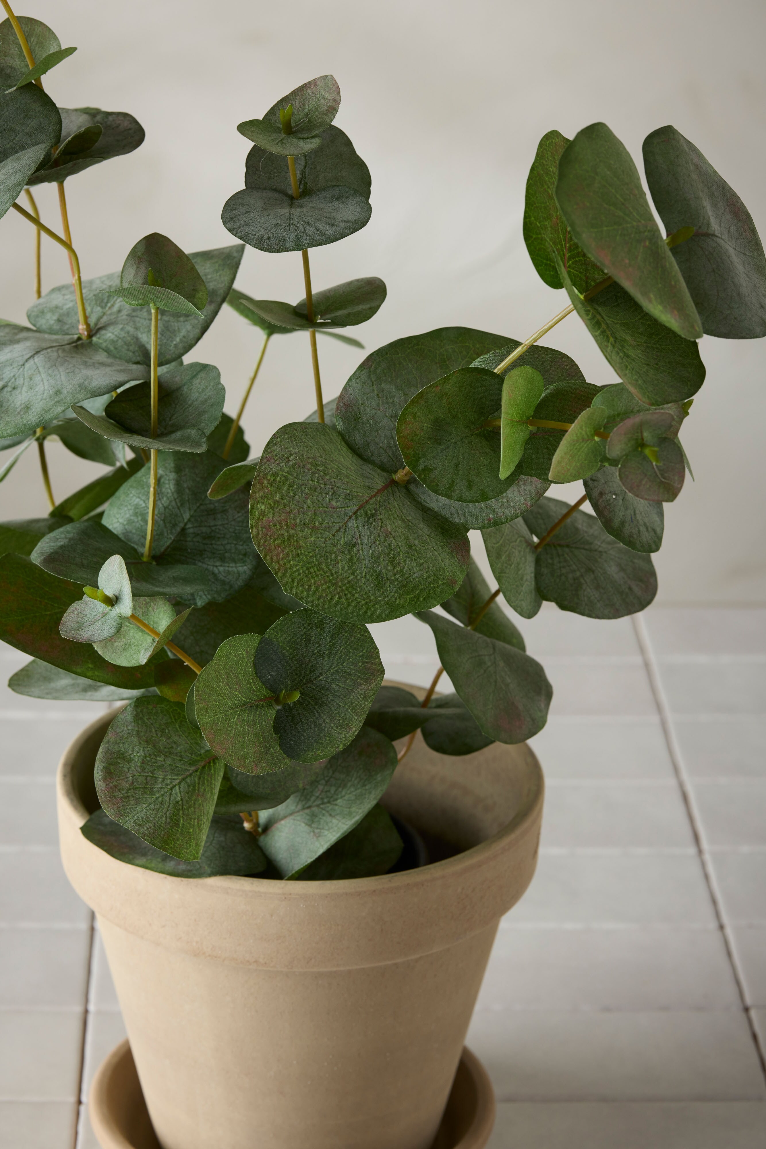 Eucalyptus