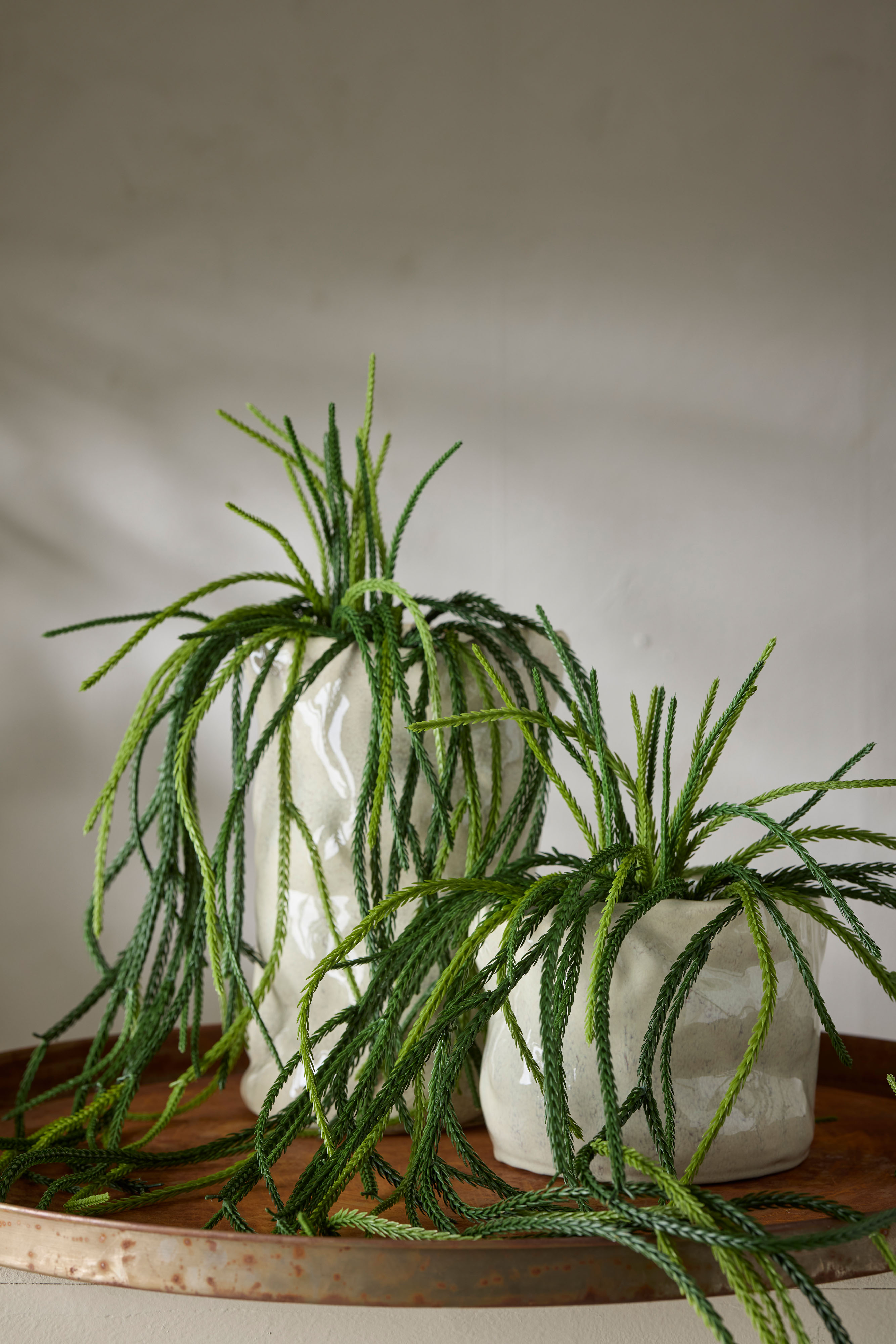 Senecio