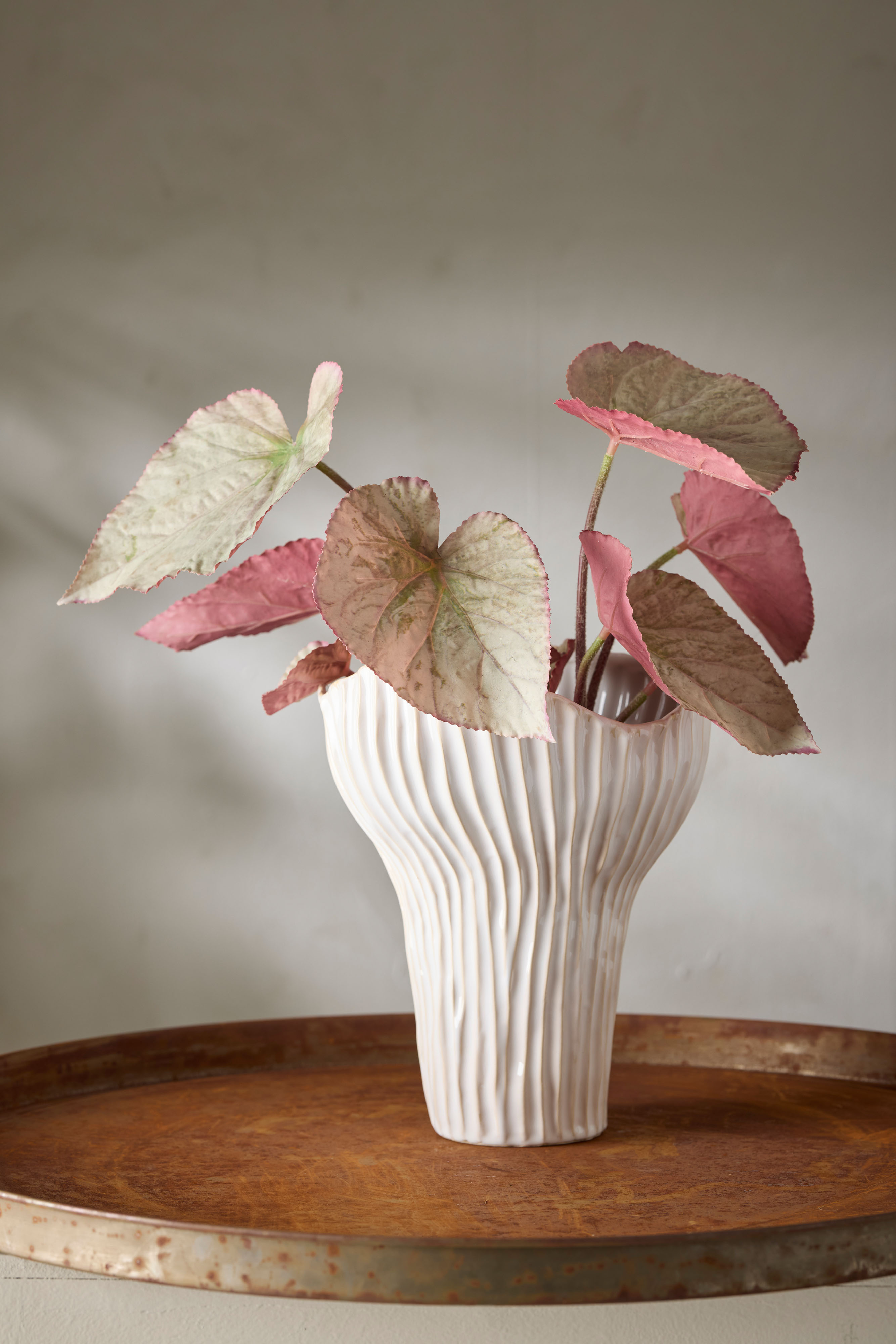 Rexbegonia