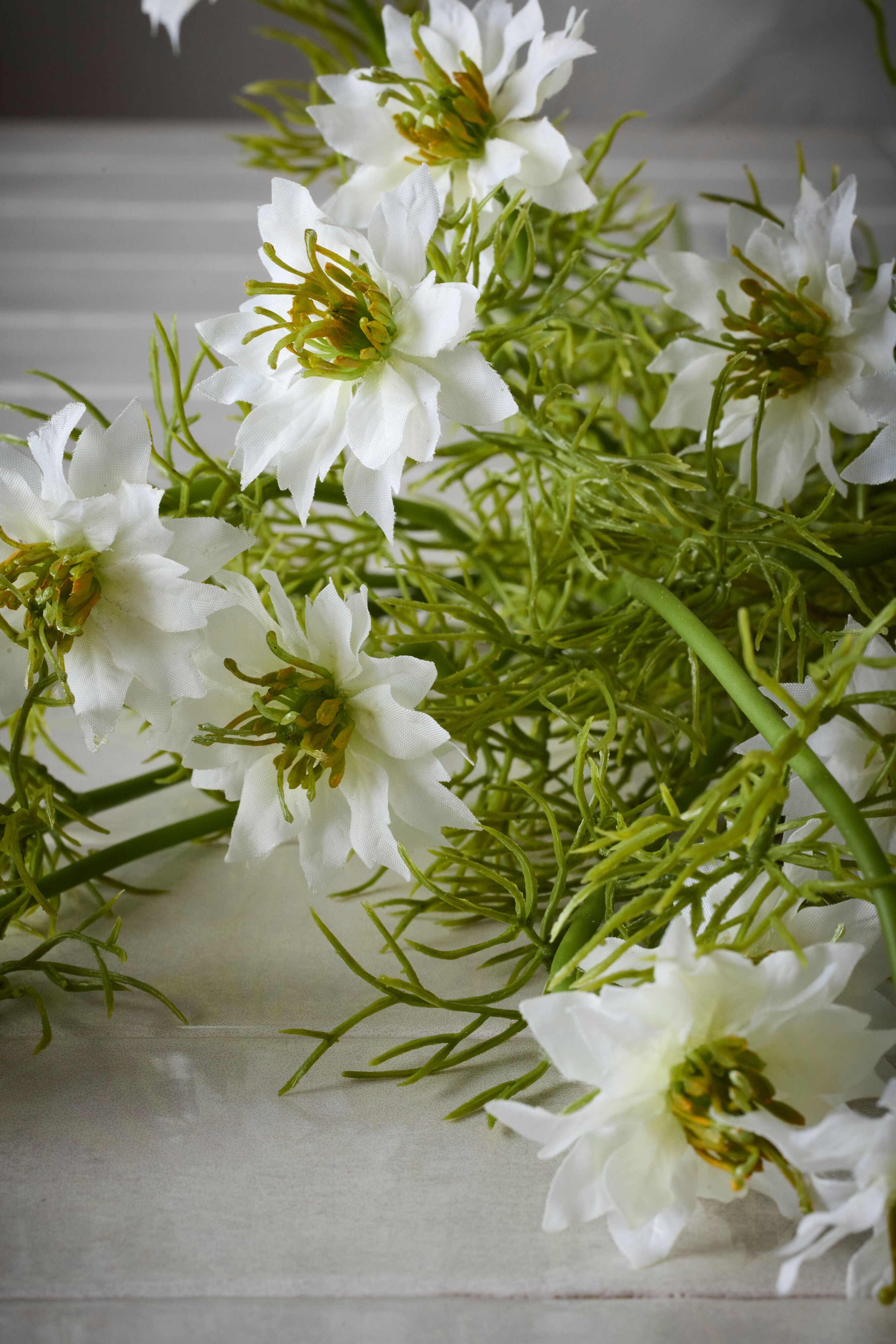 Nigella