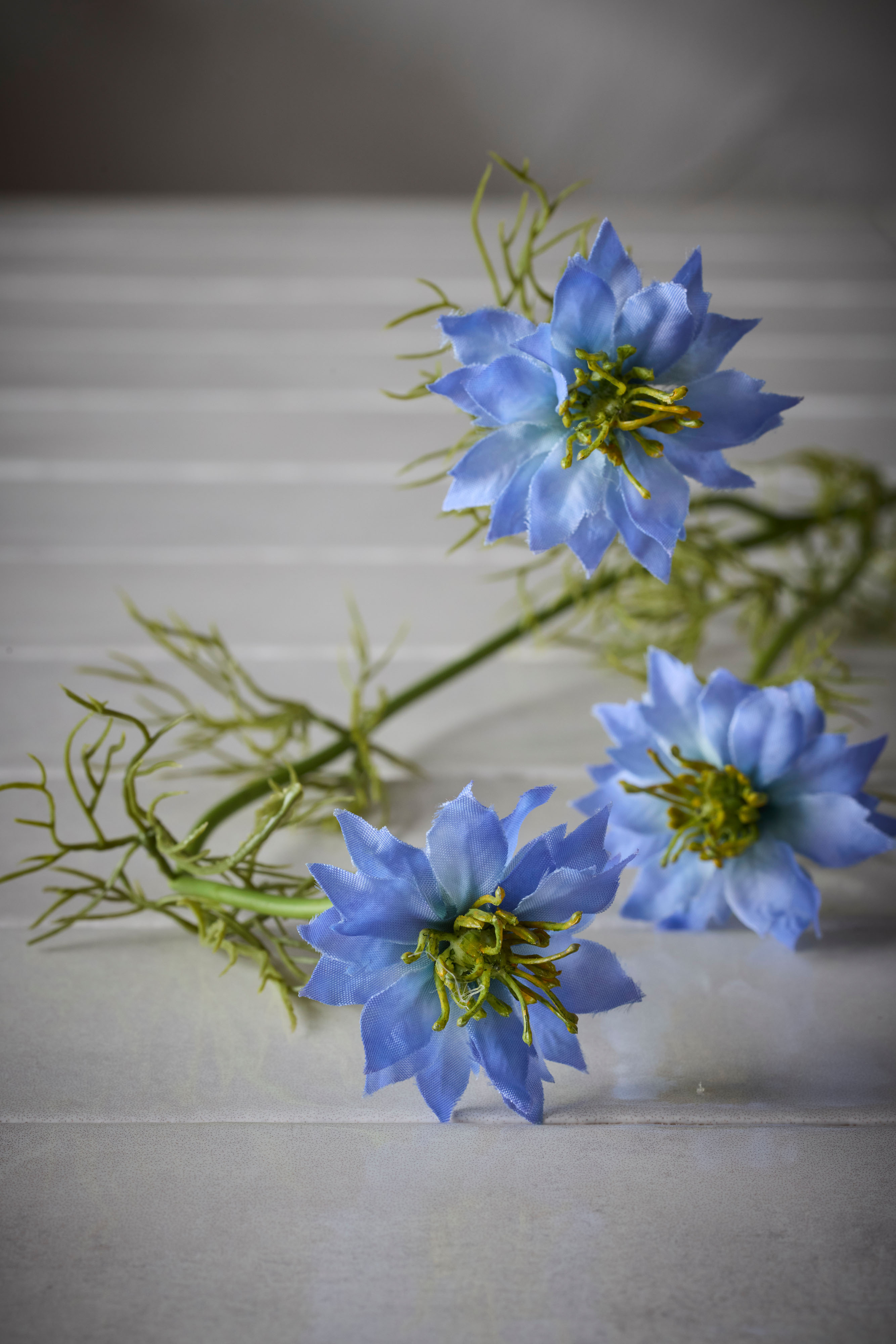 Nigella