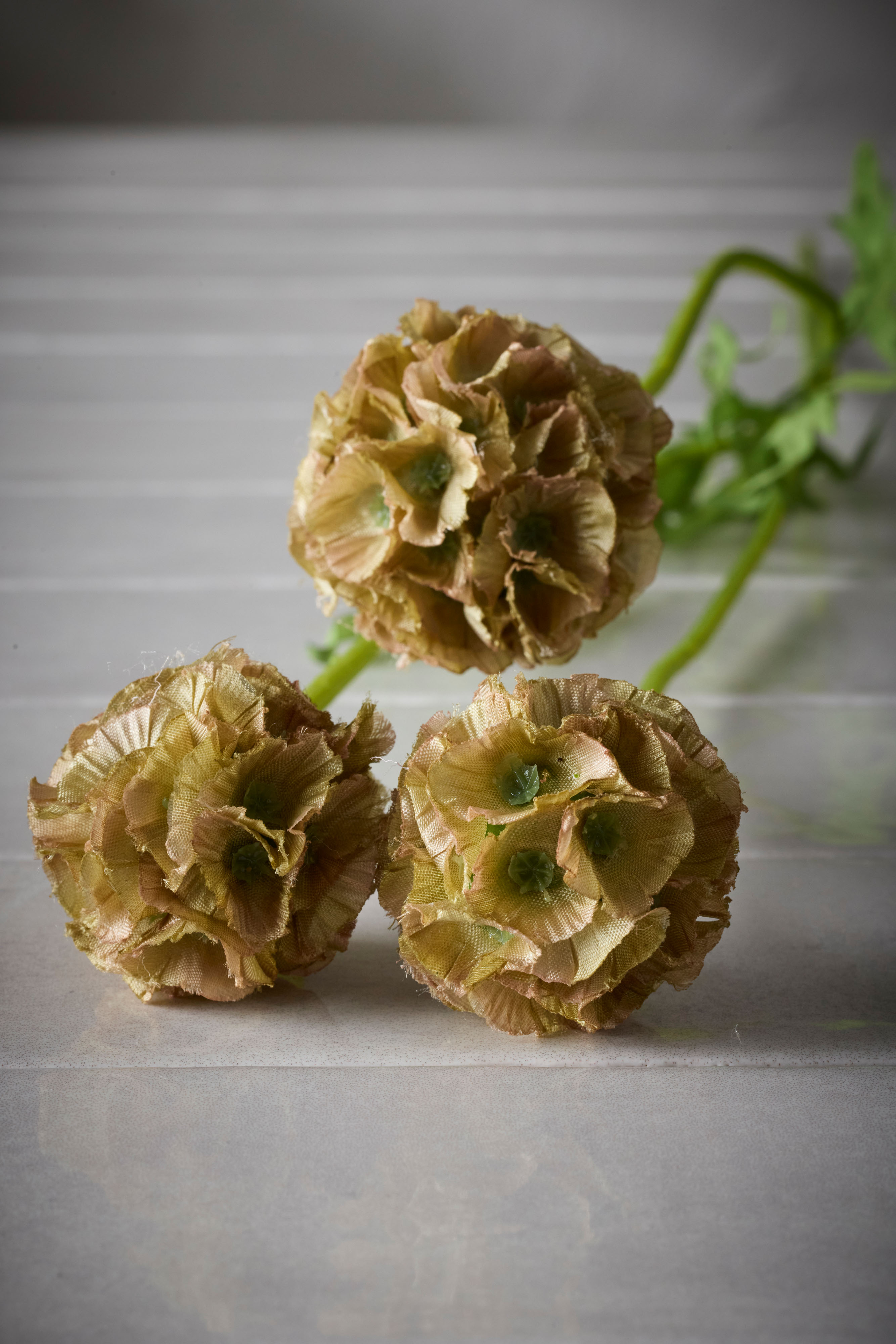 Scabiosa