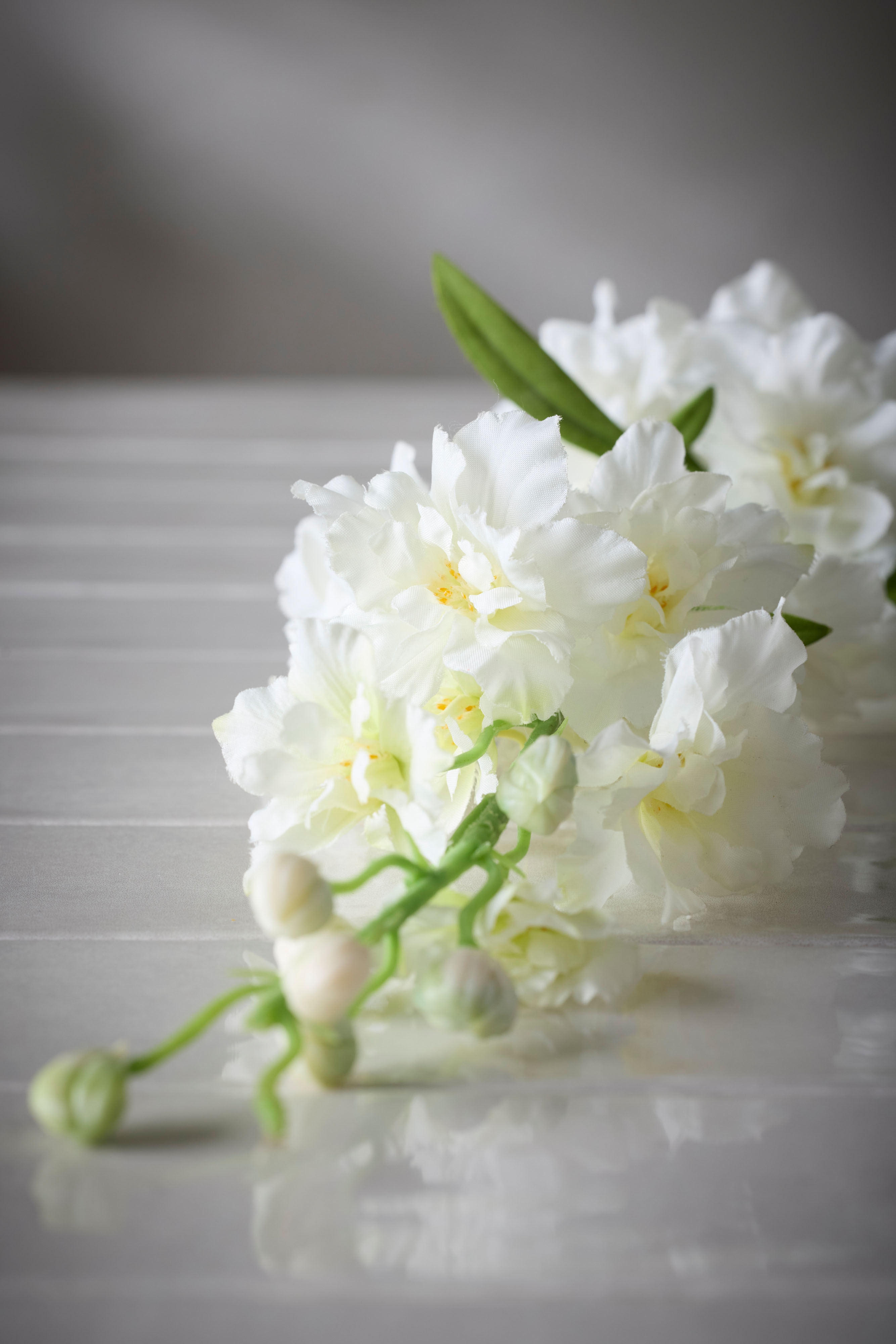 Delphinium