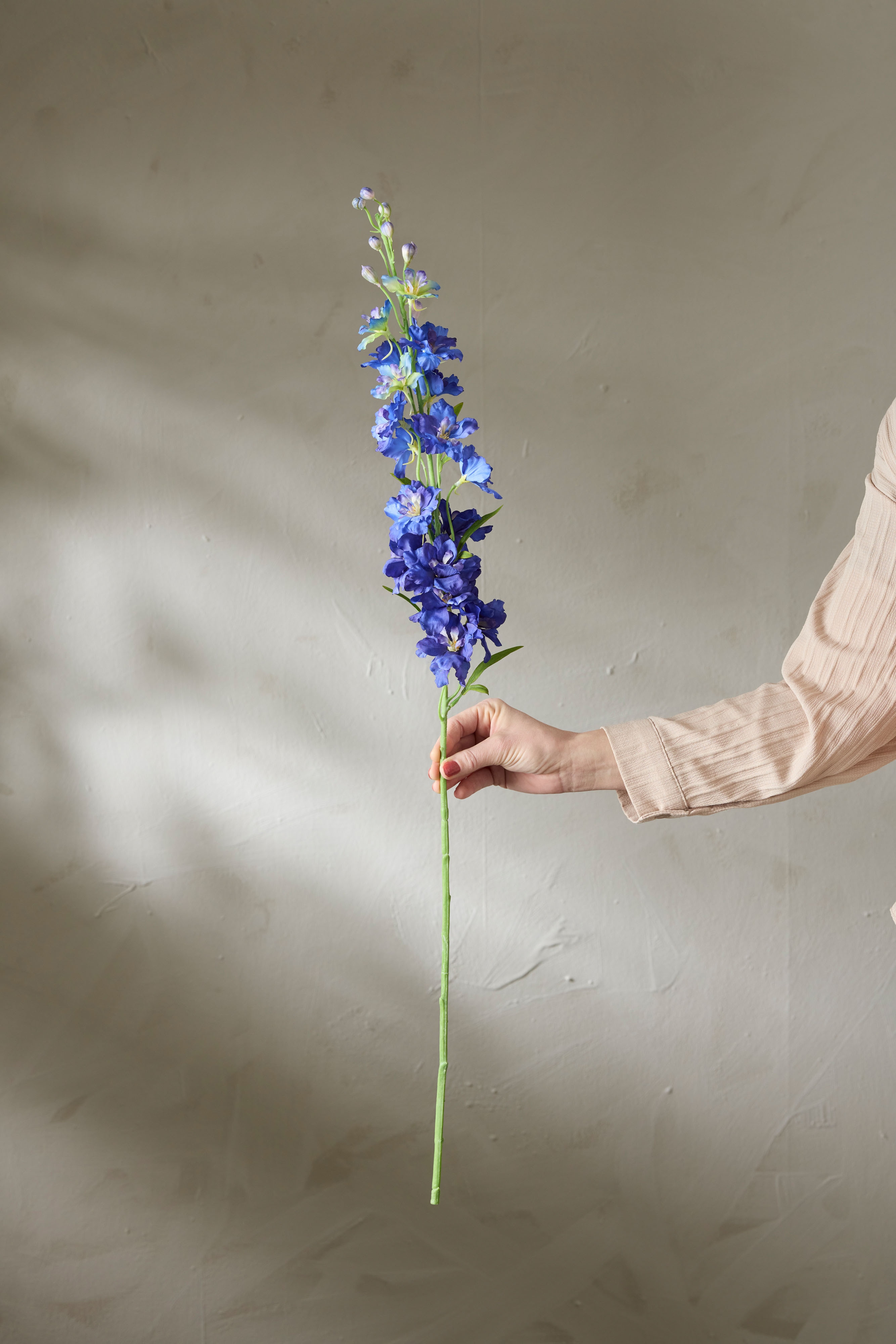 Delphinium