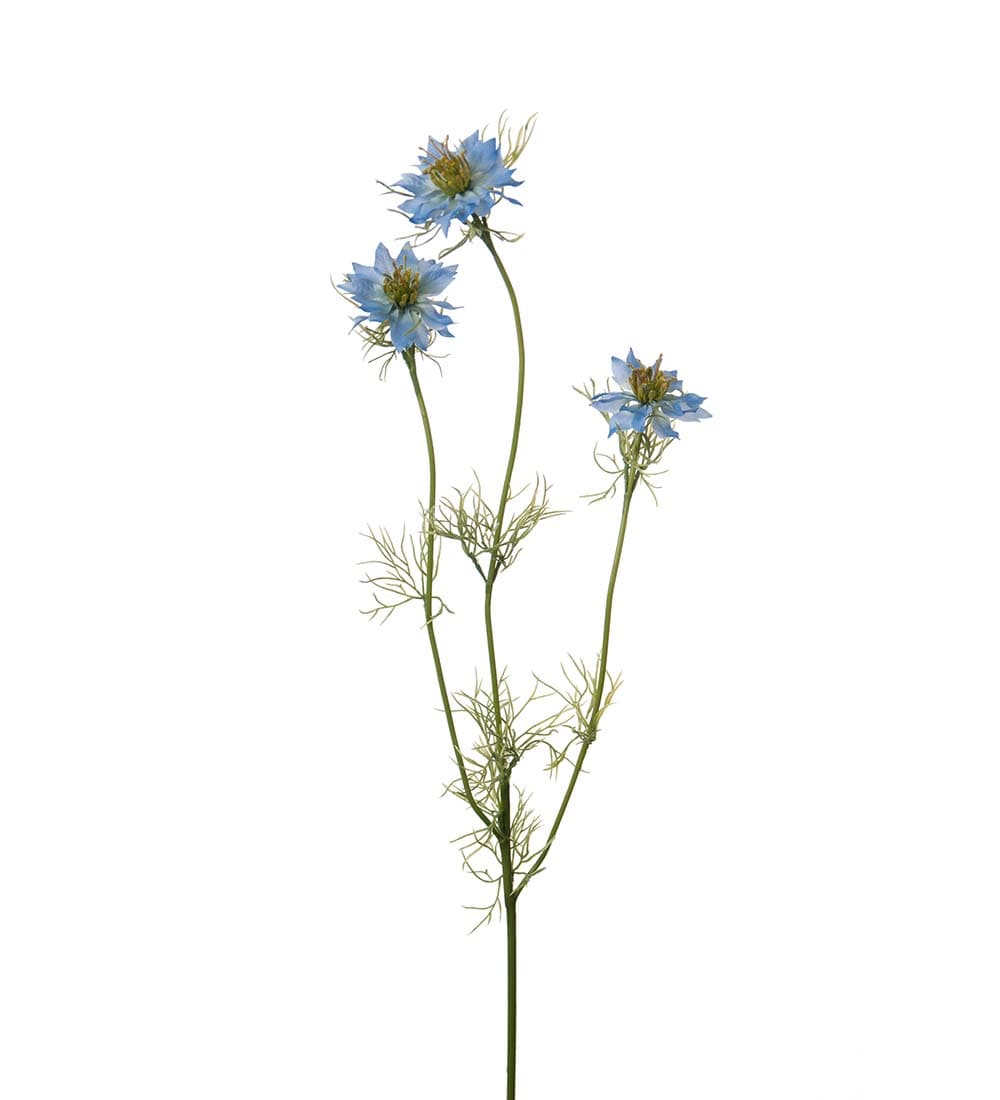 Nigella