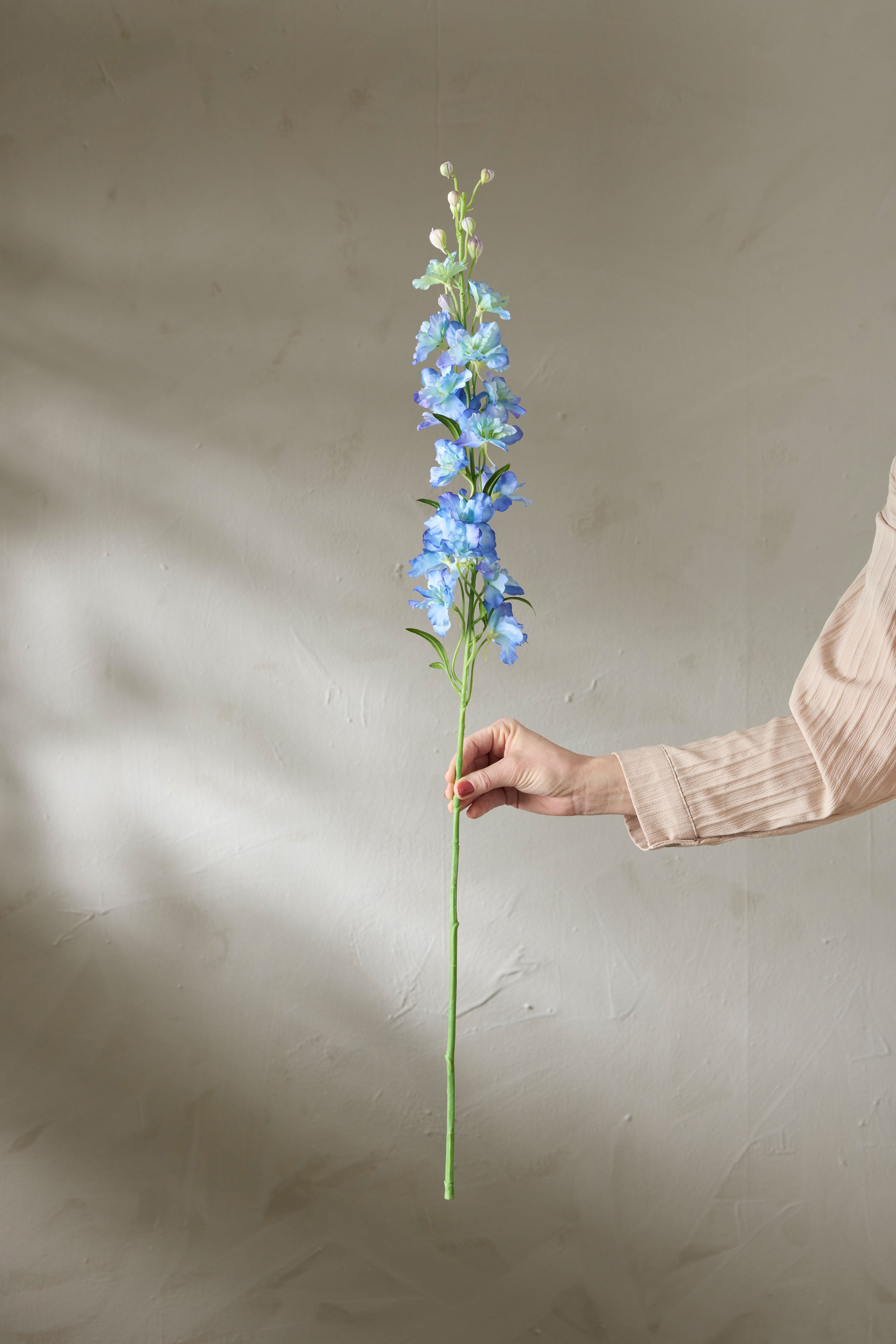 Delphinium