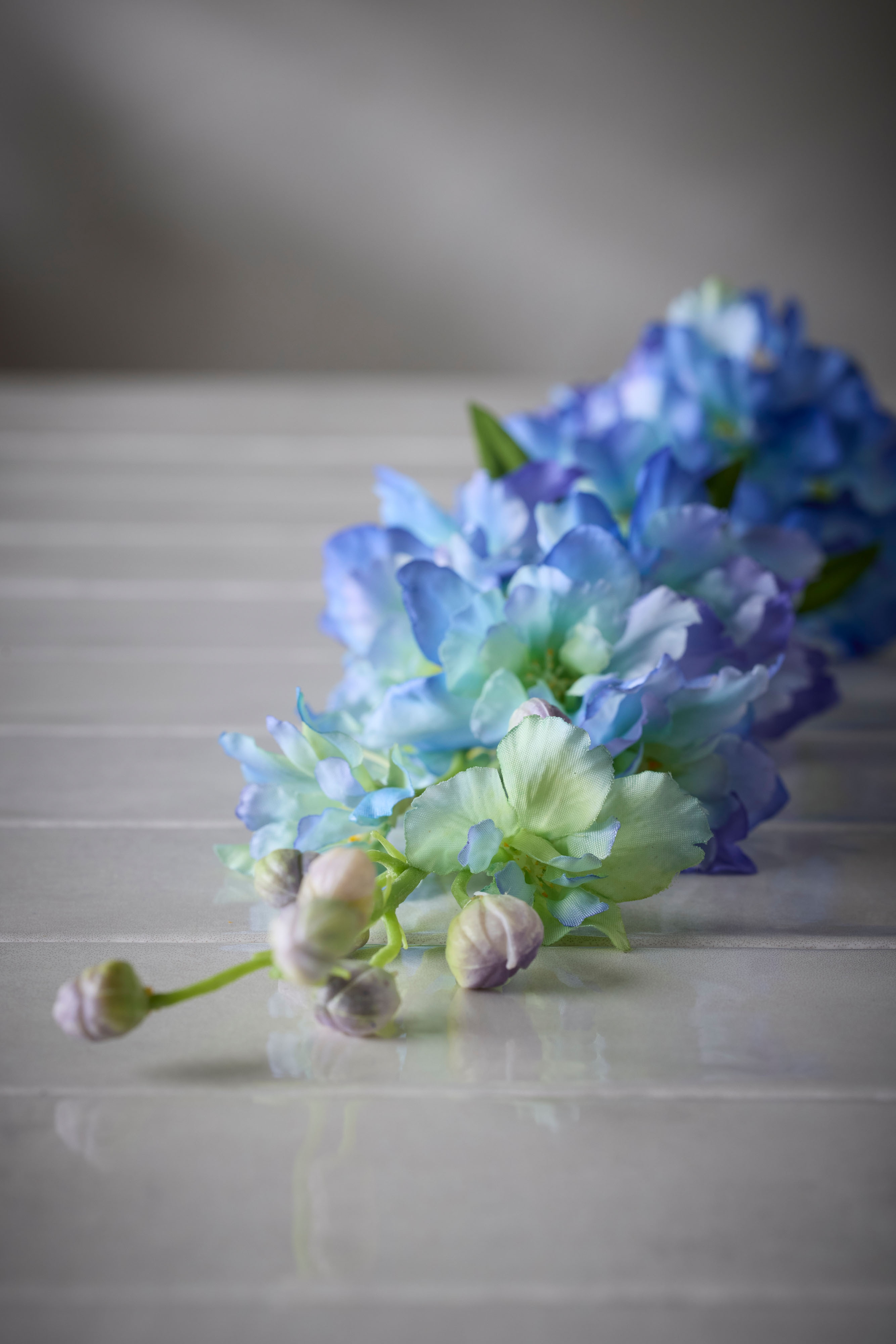 Delphinium