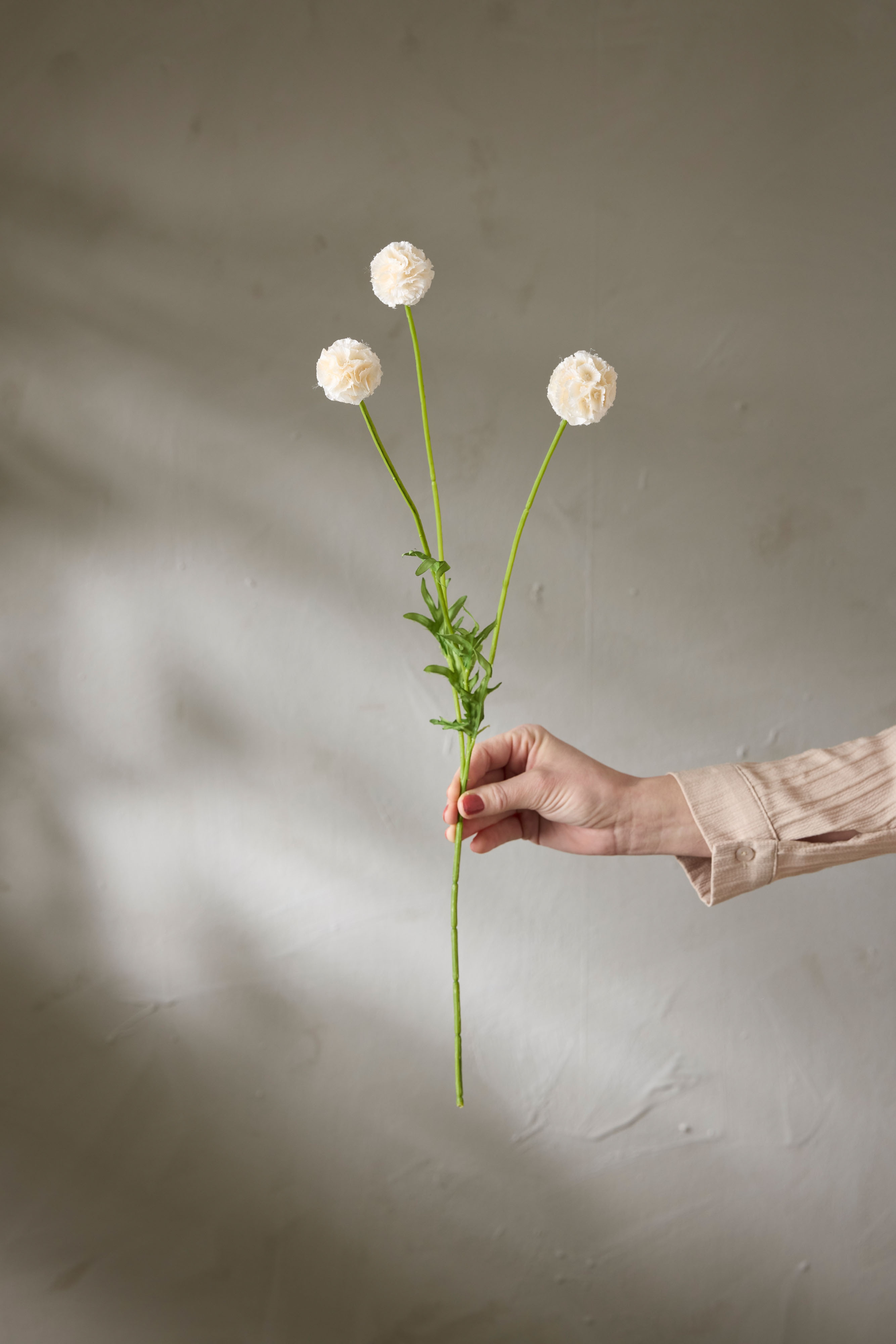 Scabiosa