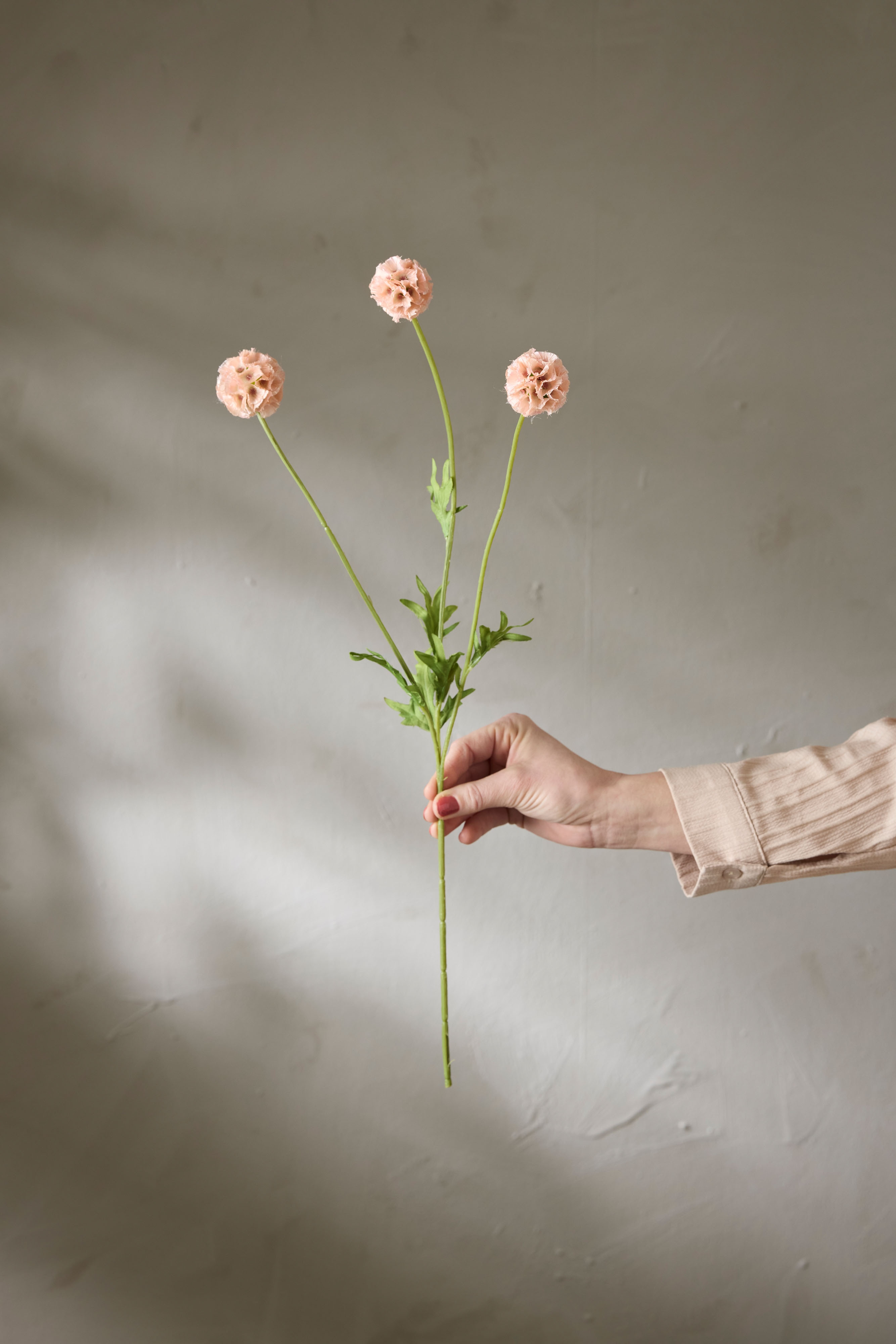 Scabiosa