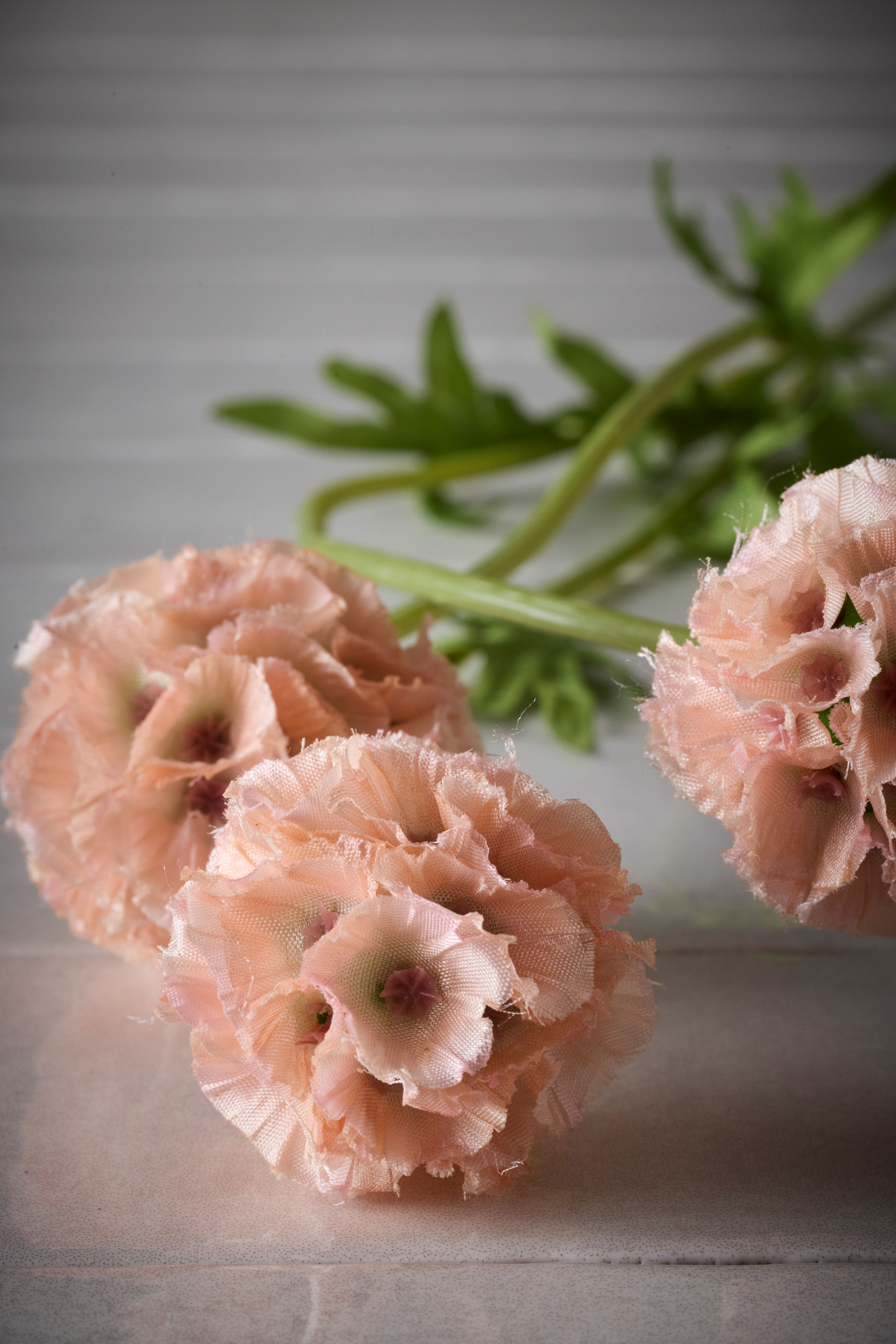 Scabiosa