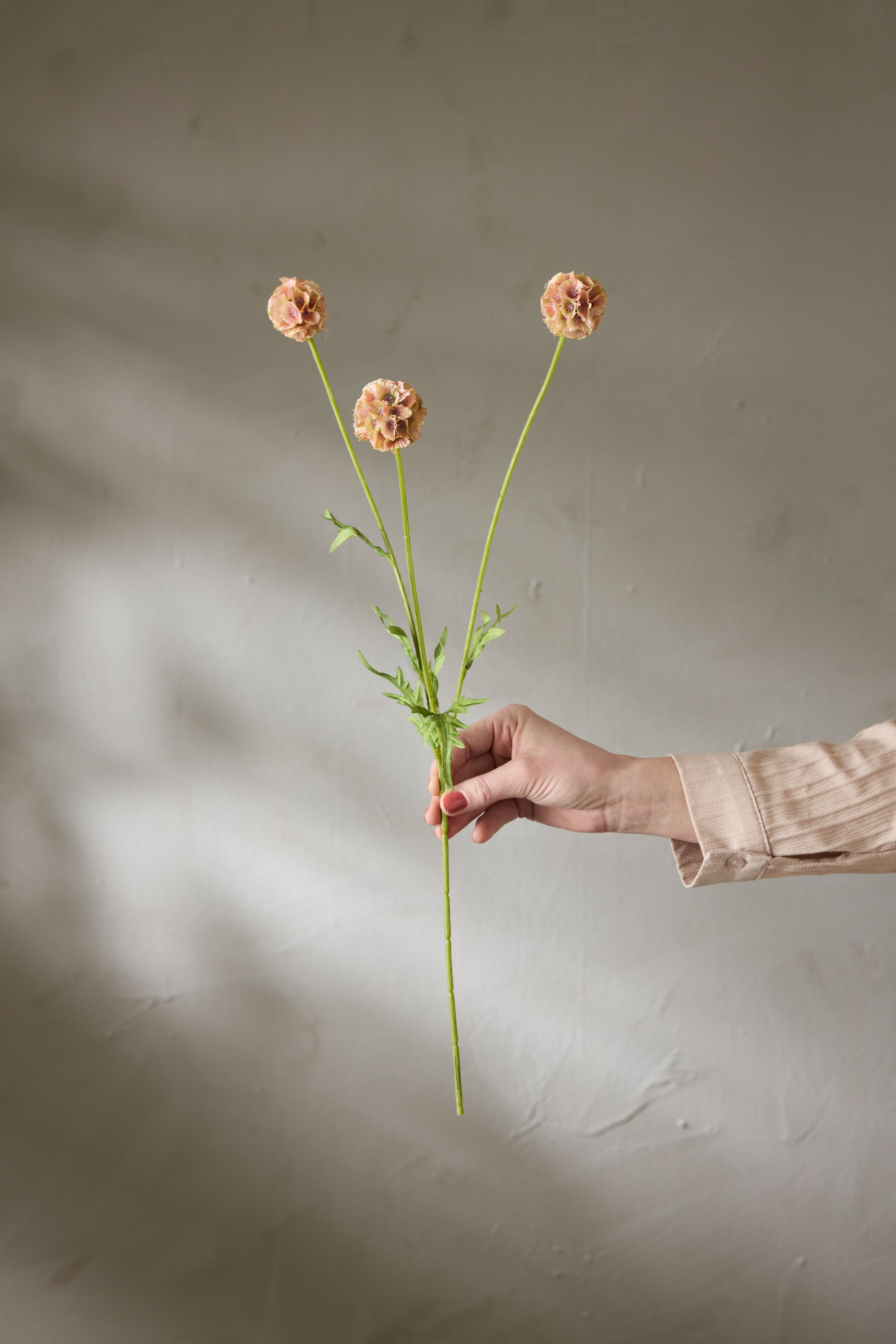 Scabiosa