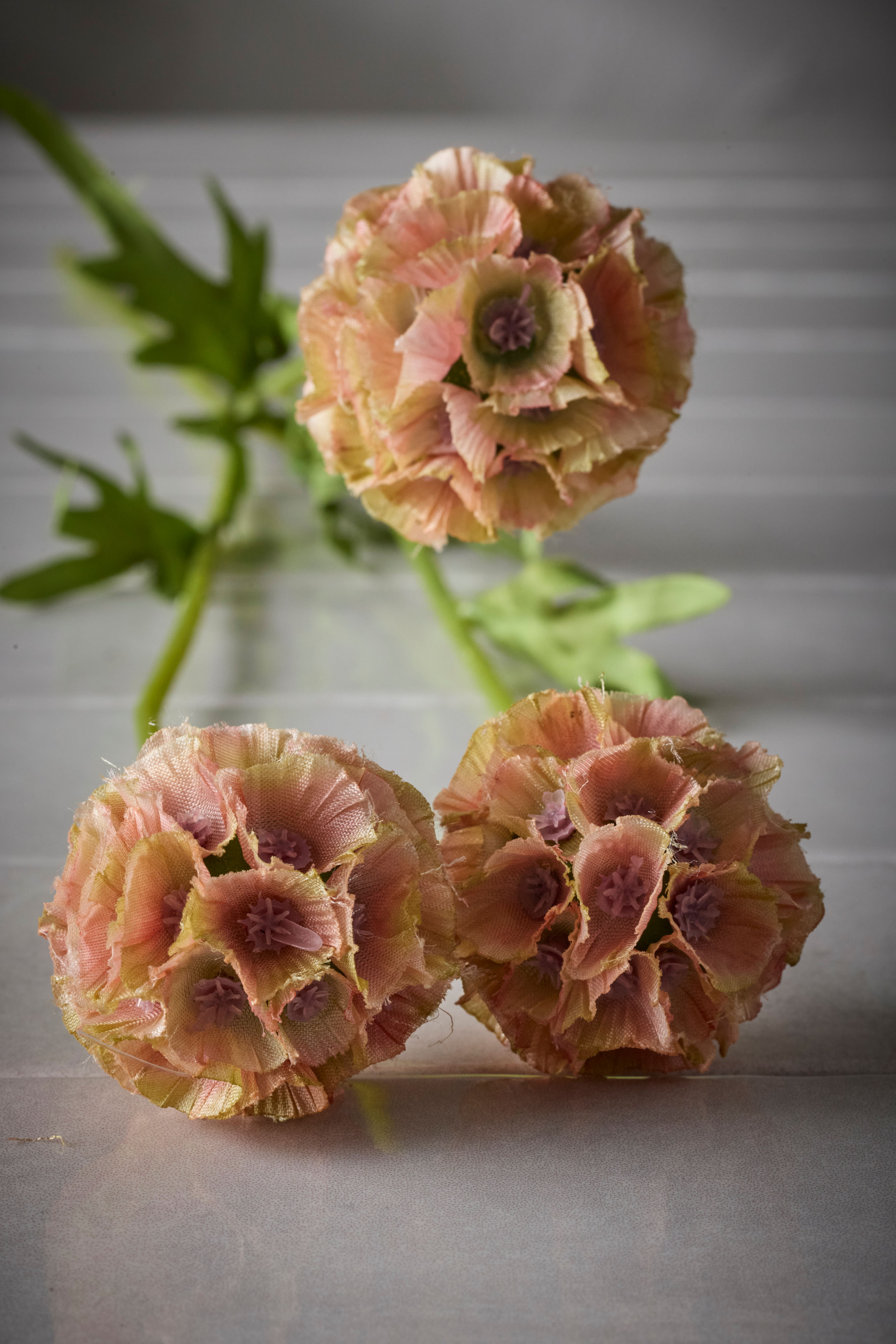 Scabiosa
