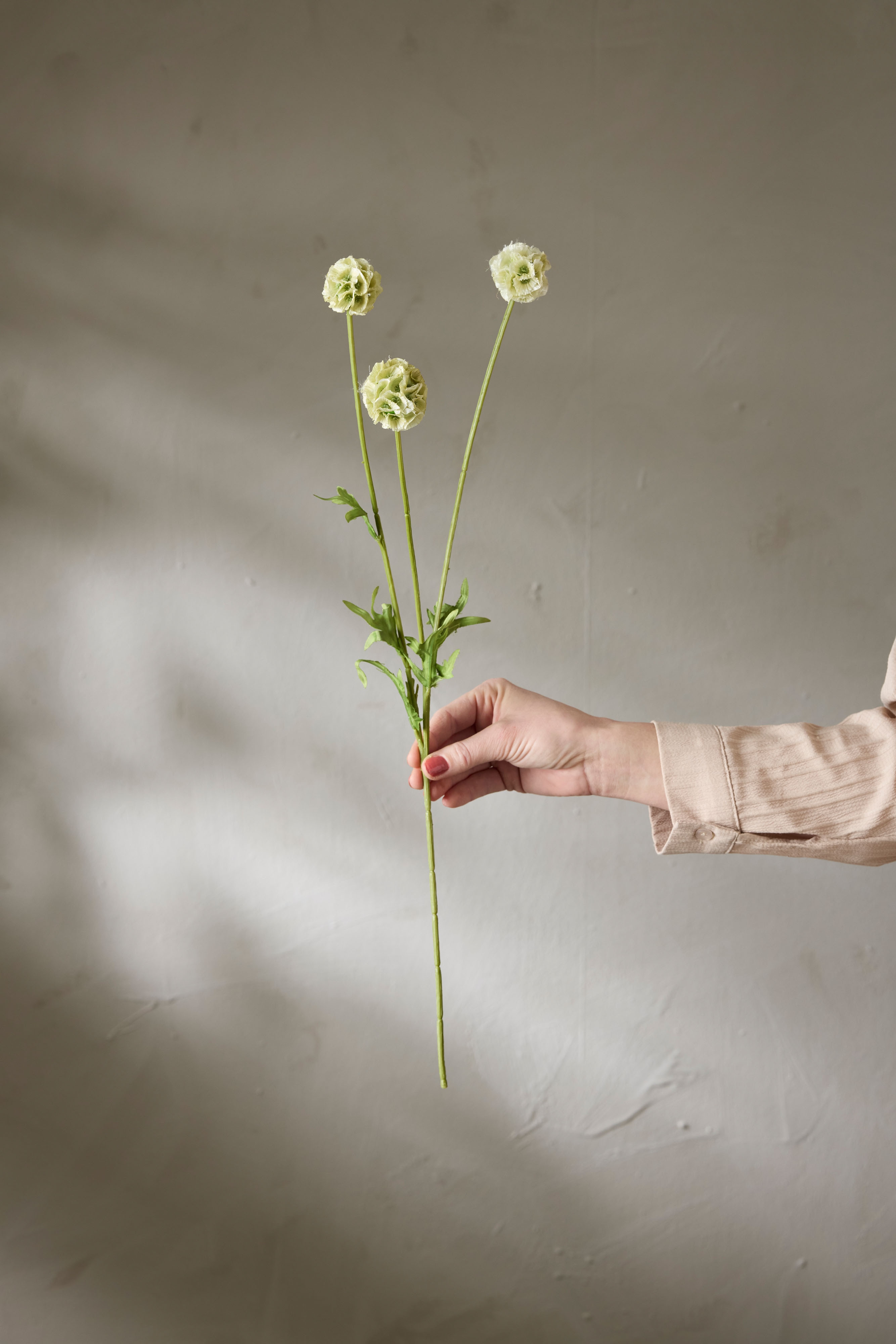 Scabiosa