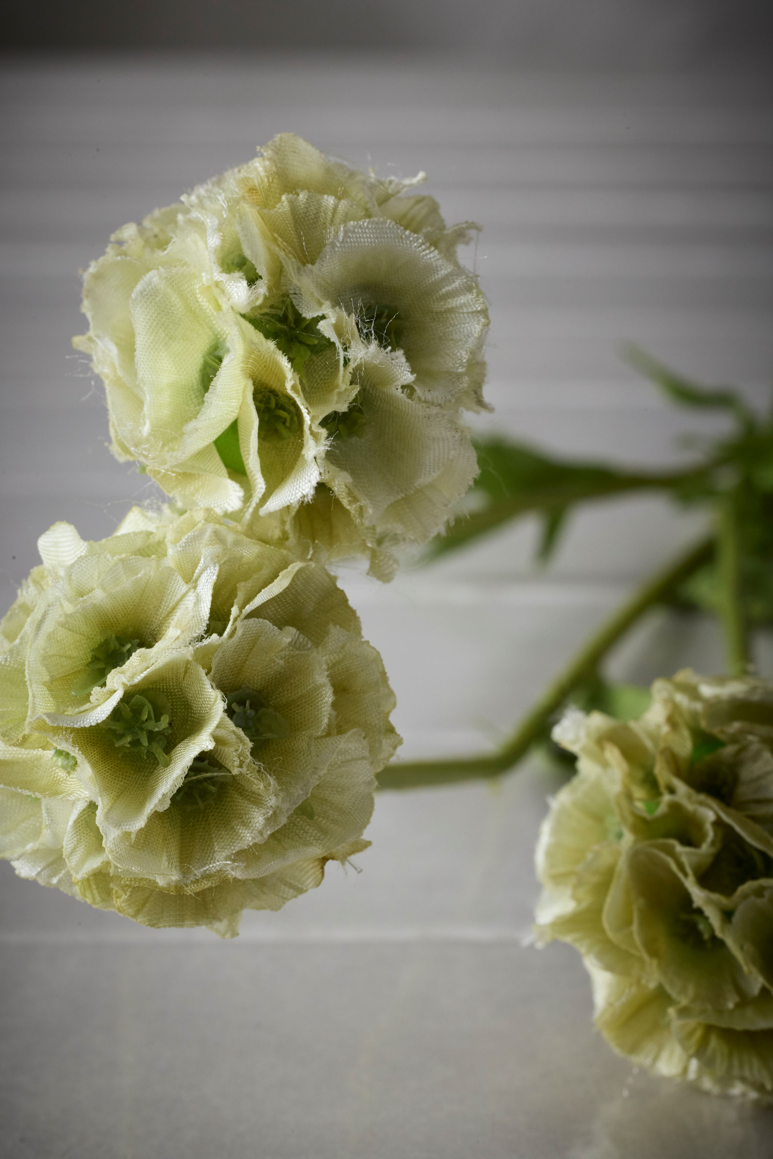 Scabiosa