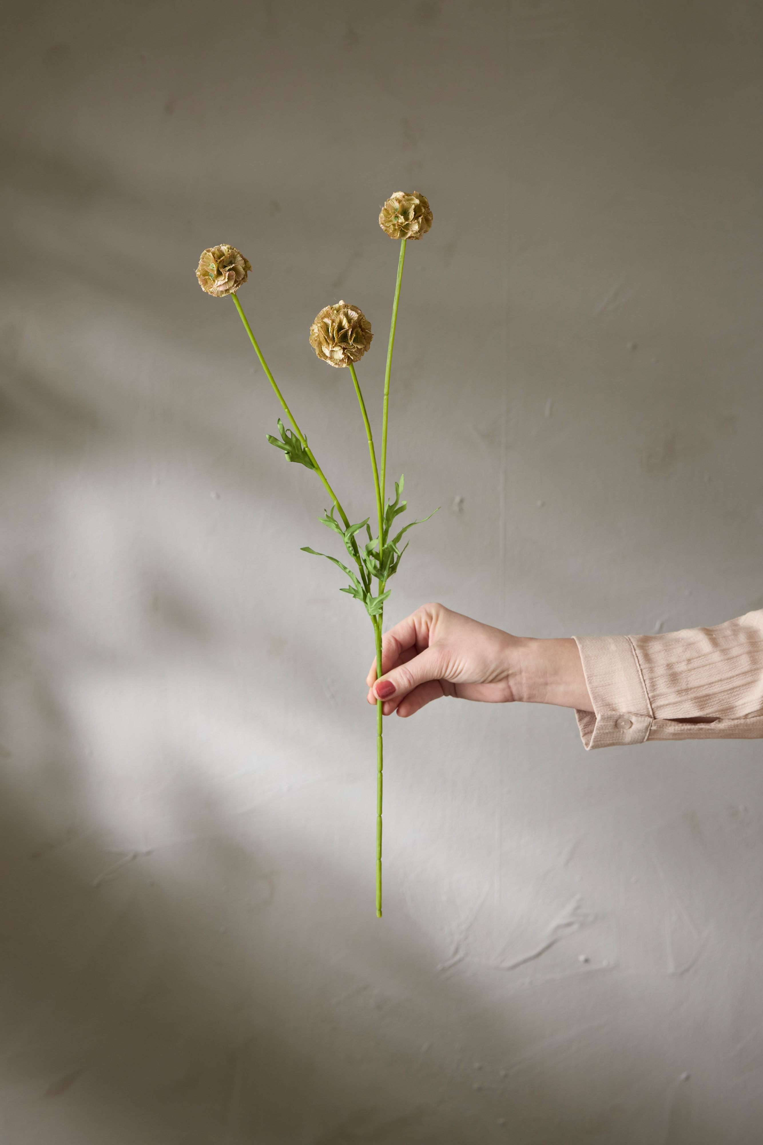 Scabiosa