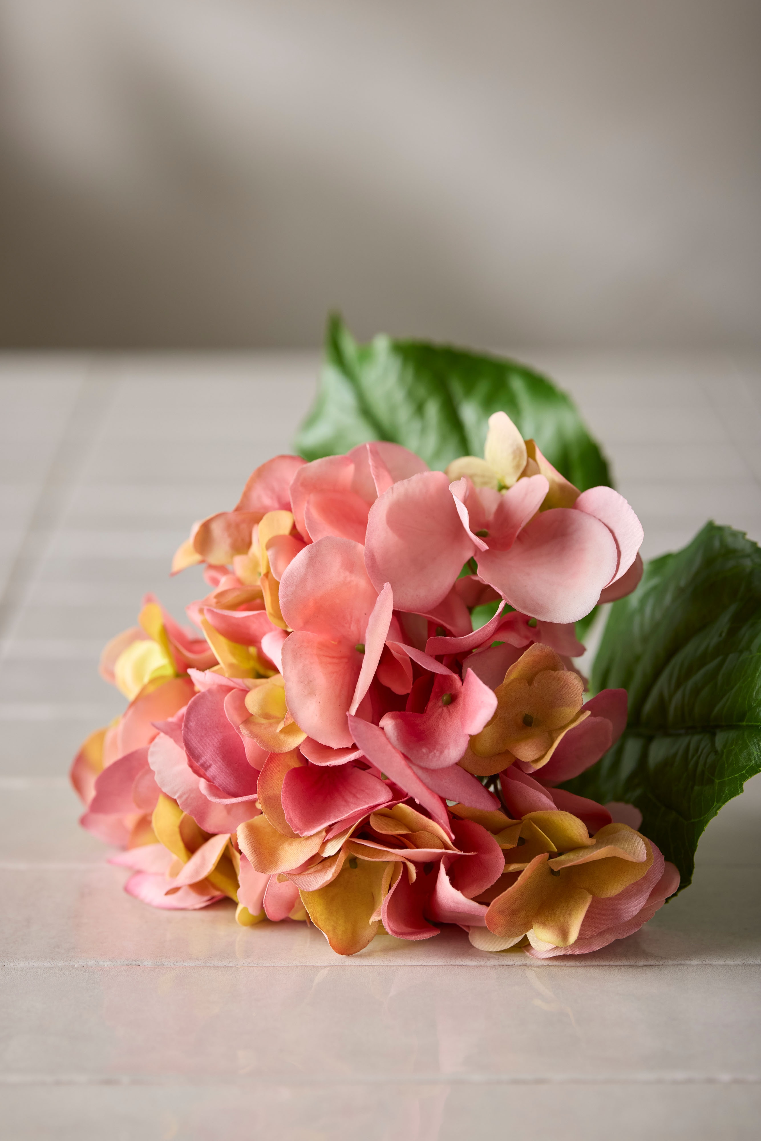 Hortensia