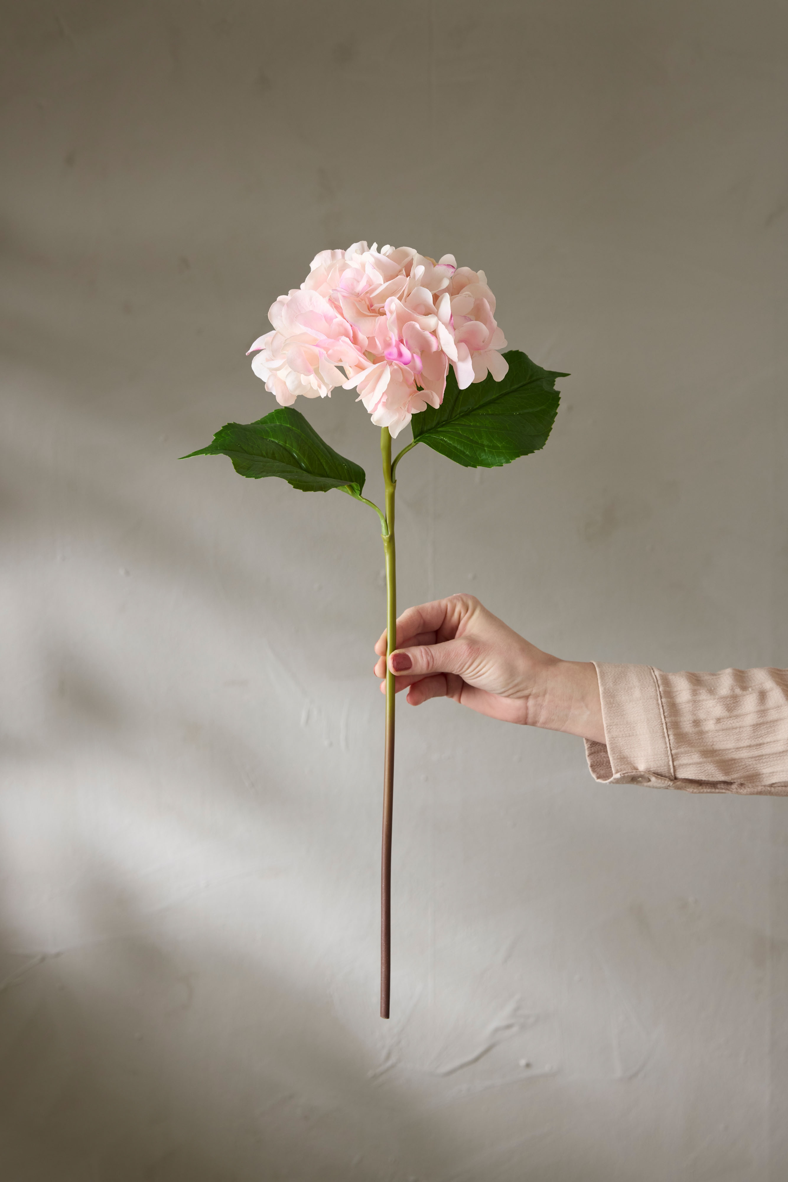 Hortensia