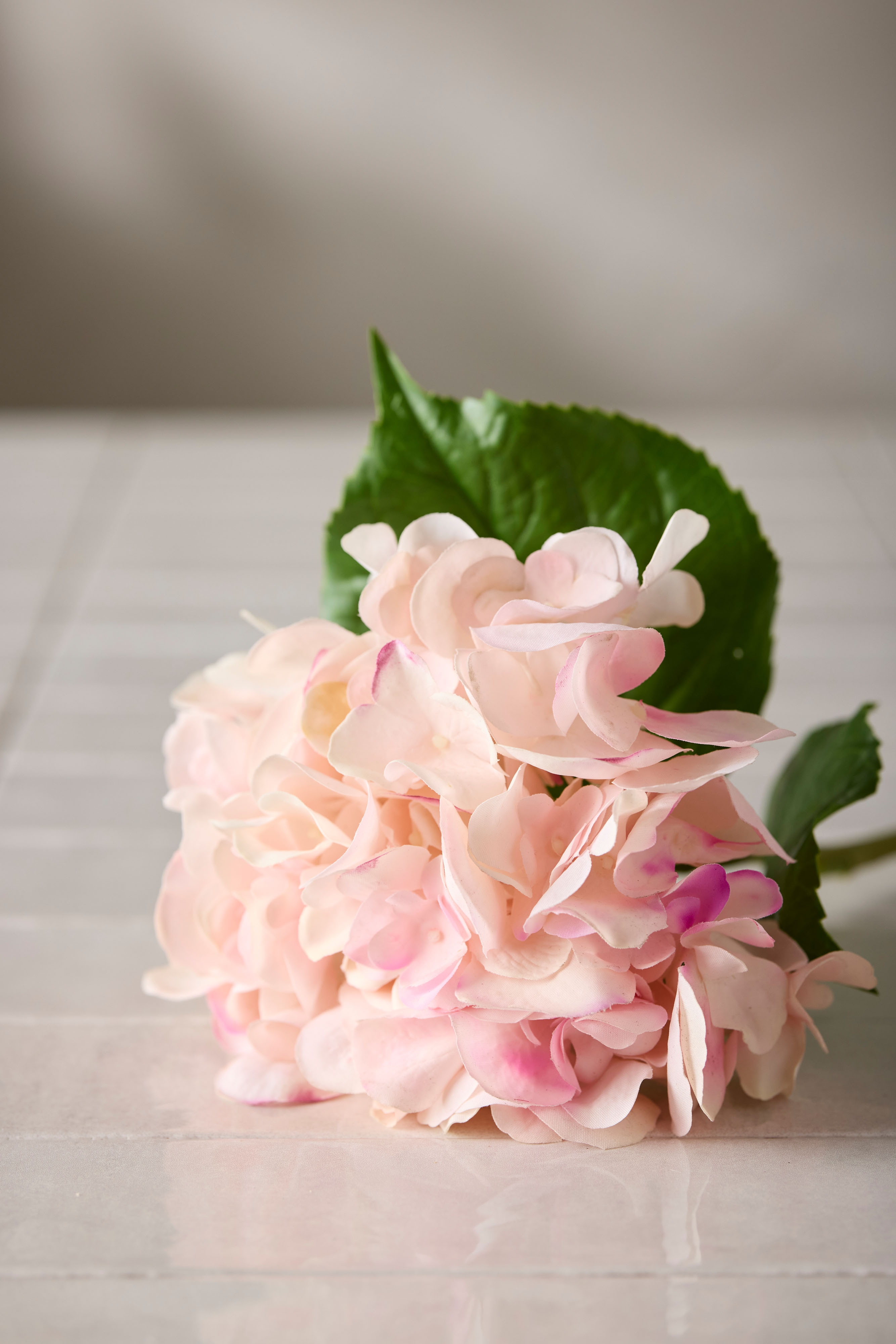 Hortensia