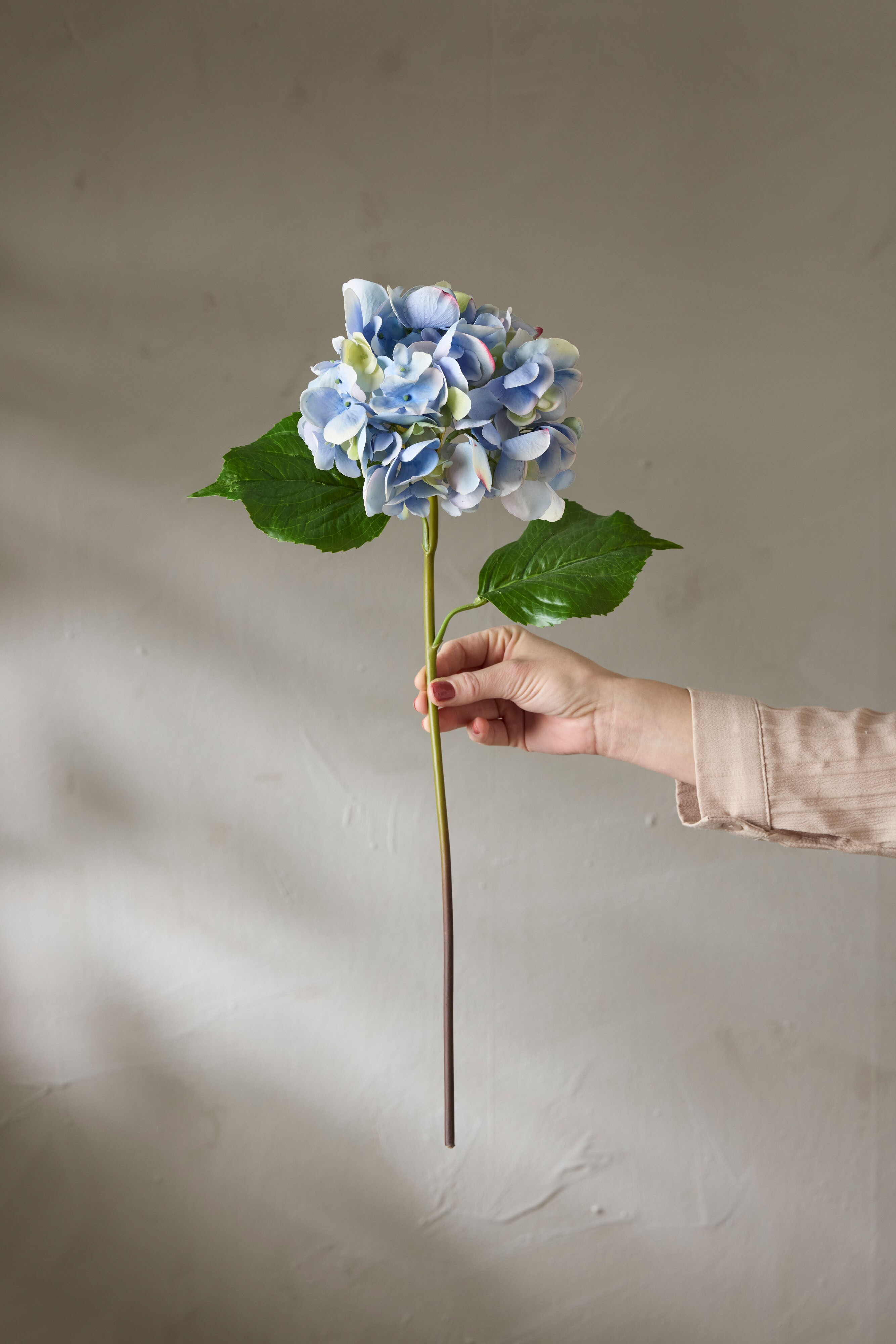 Hortensia